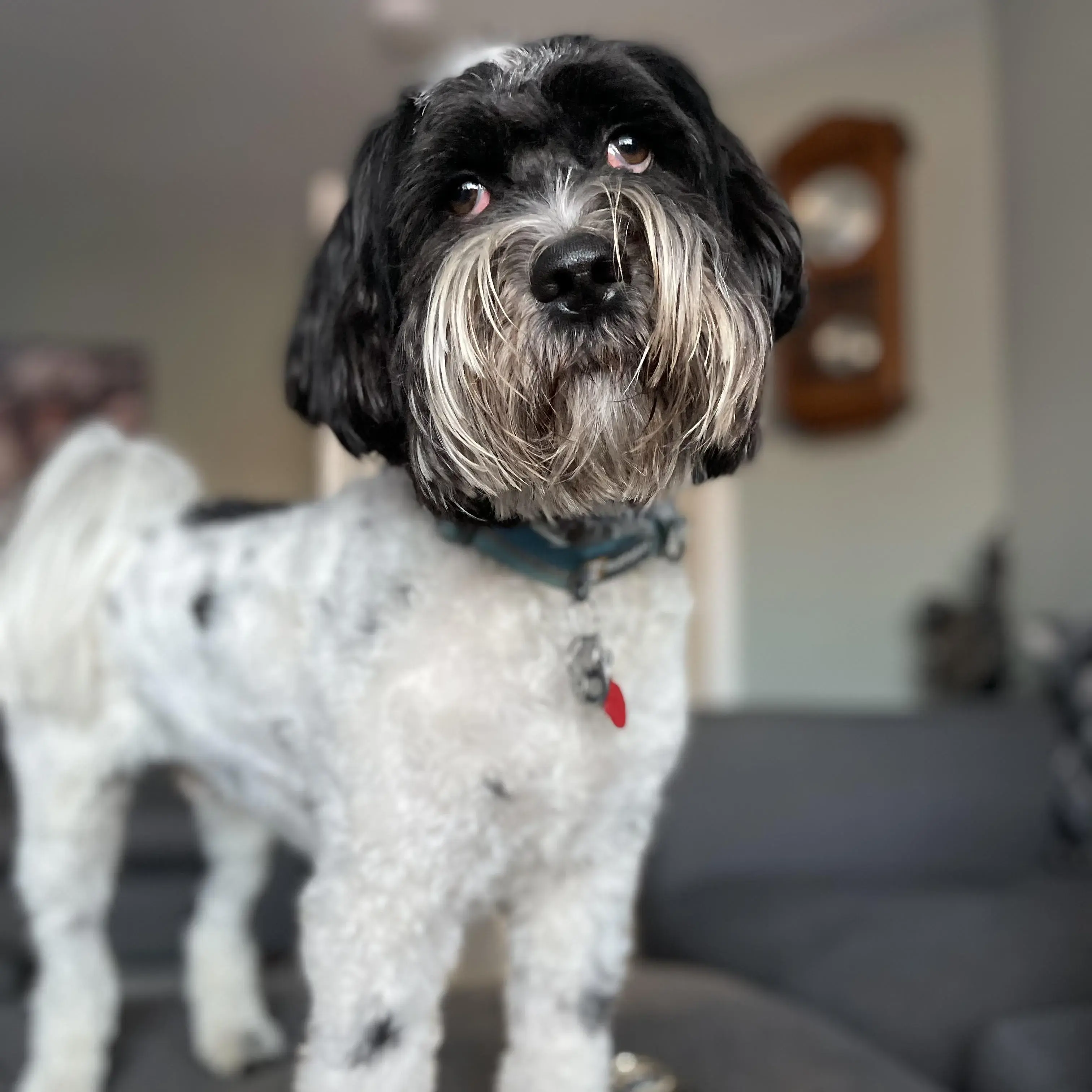 Tibetan Terrier
