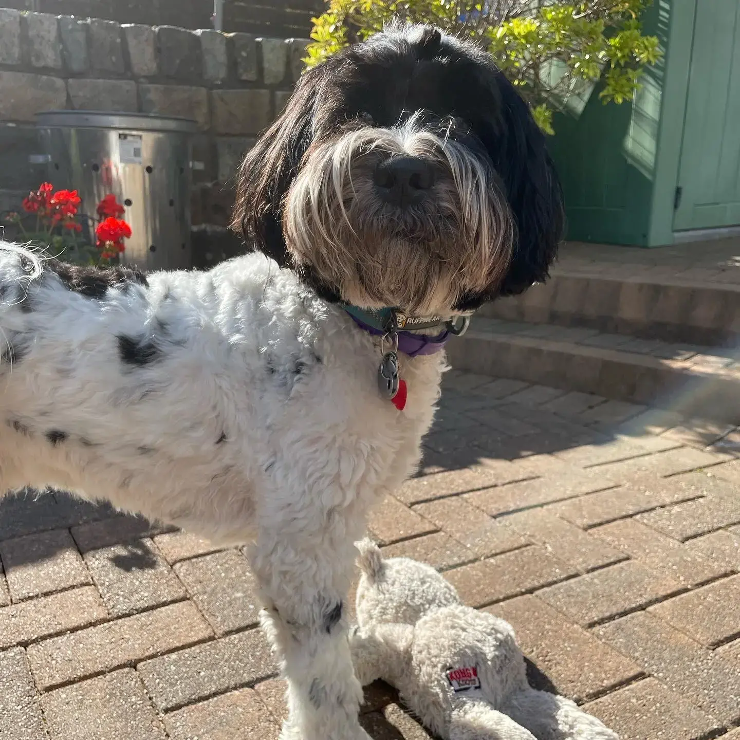 Tibetan Terrier