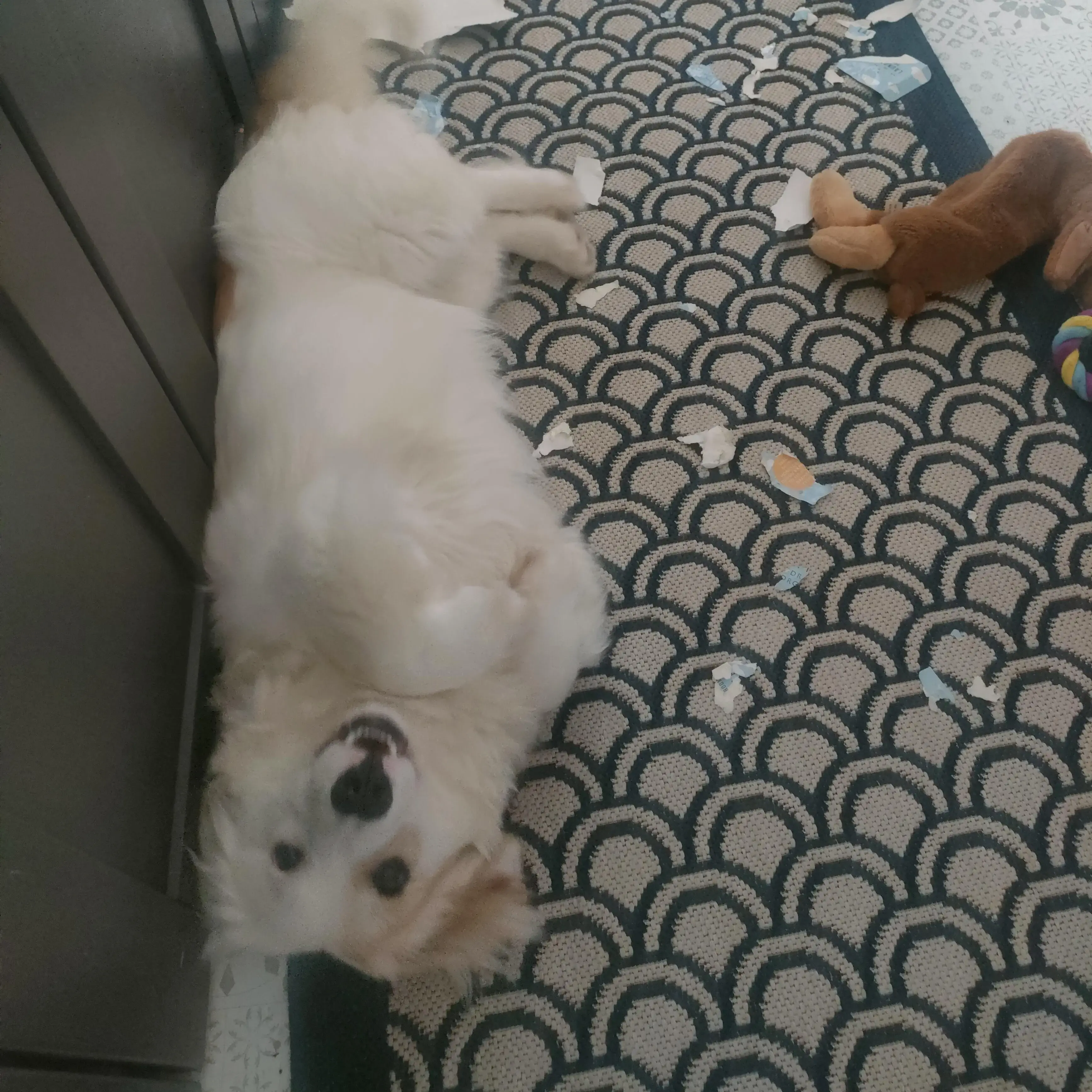 Dachshund (Long-Haired)