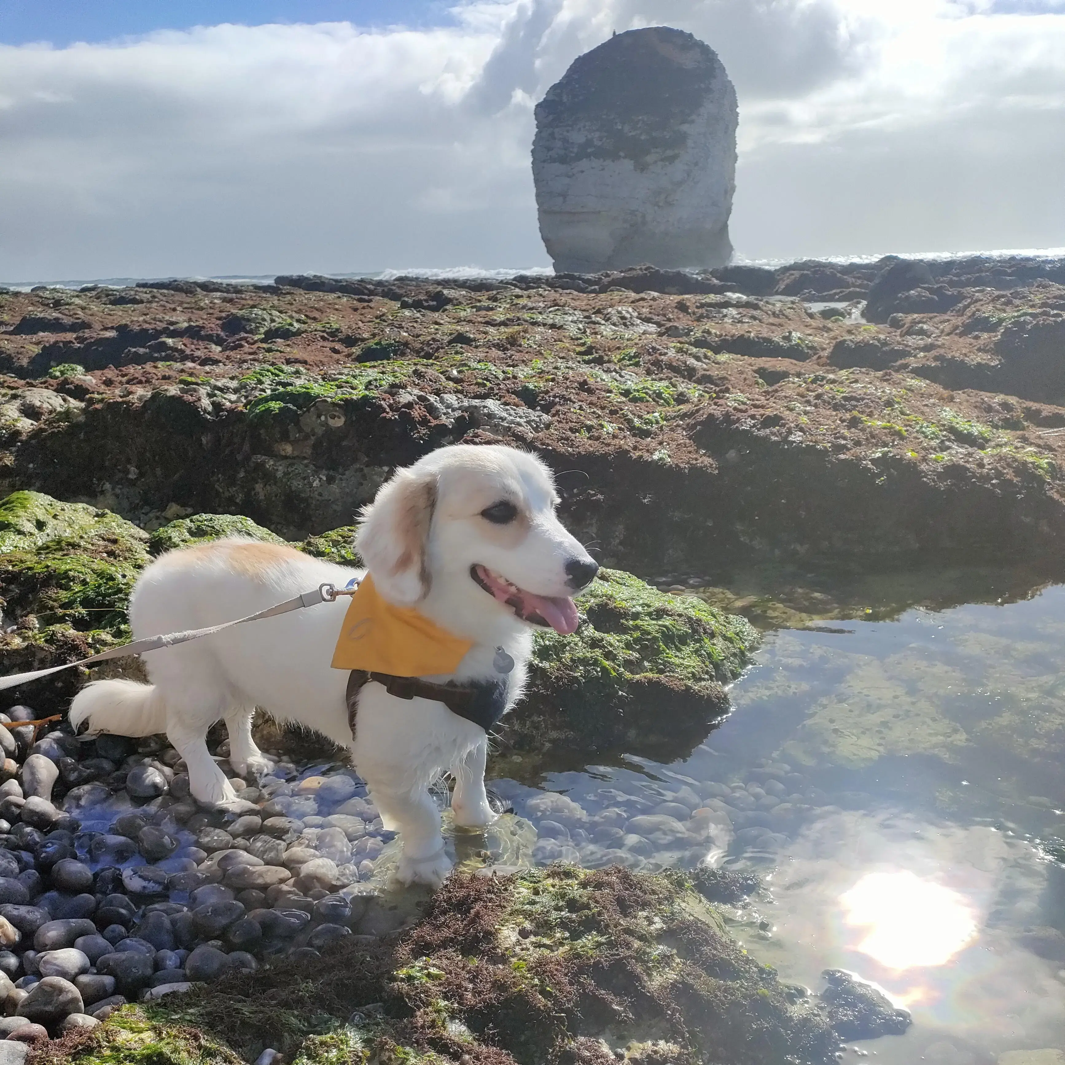 Dachshund (Long-Haired)