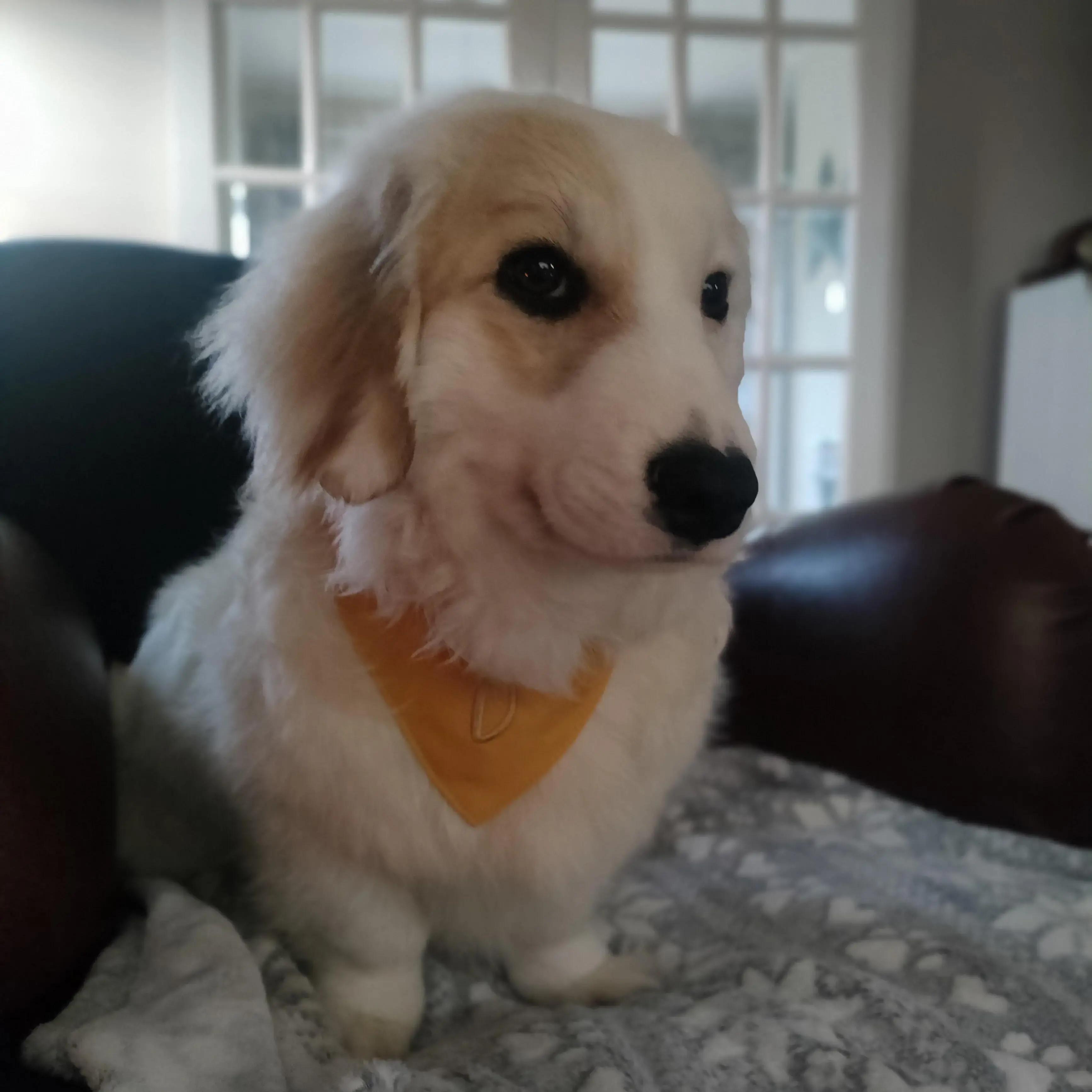 Dachshund (Long-Haired)