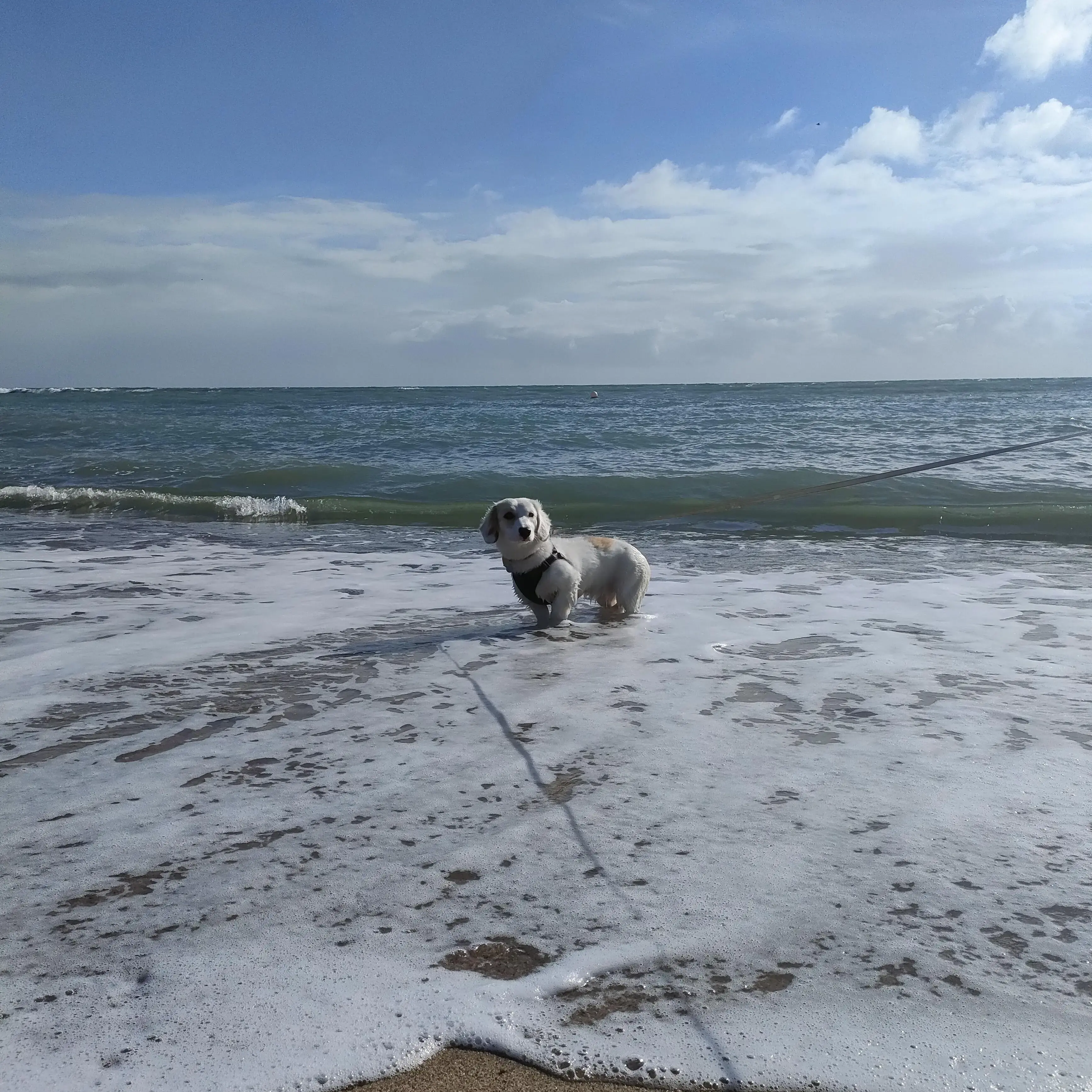 Dachshund (Long-Haired)