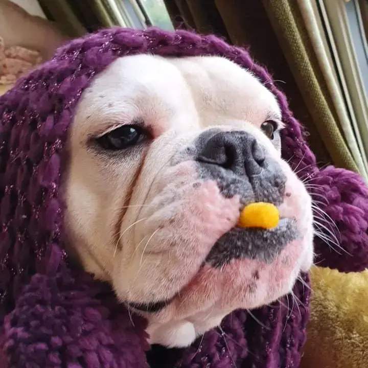 Bulldog
