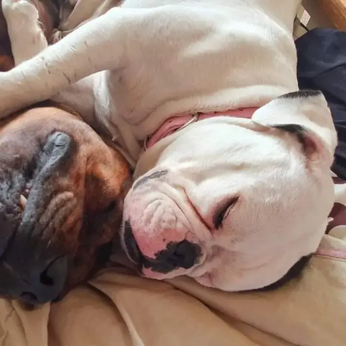 Bulldog