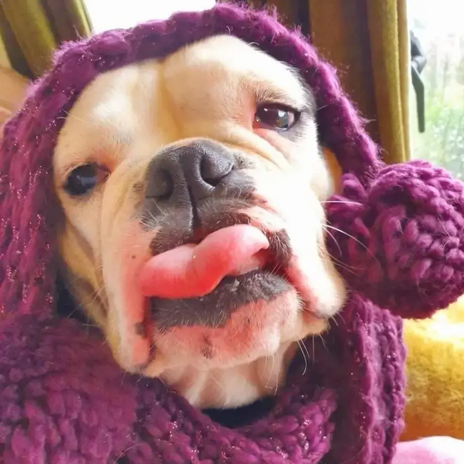 Bulldog