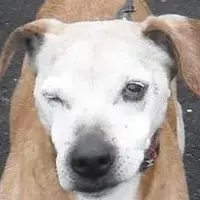 Jack Russell Terrier