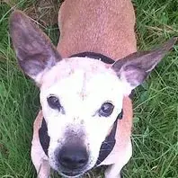 Jack Russell Terrier