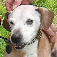 Jack Russell Terrier