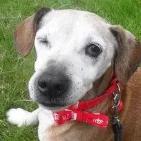 Jack Russell Terrier