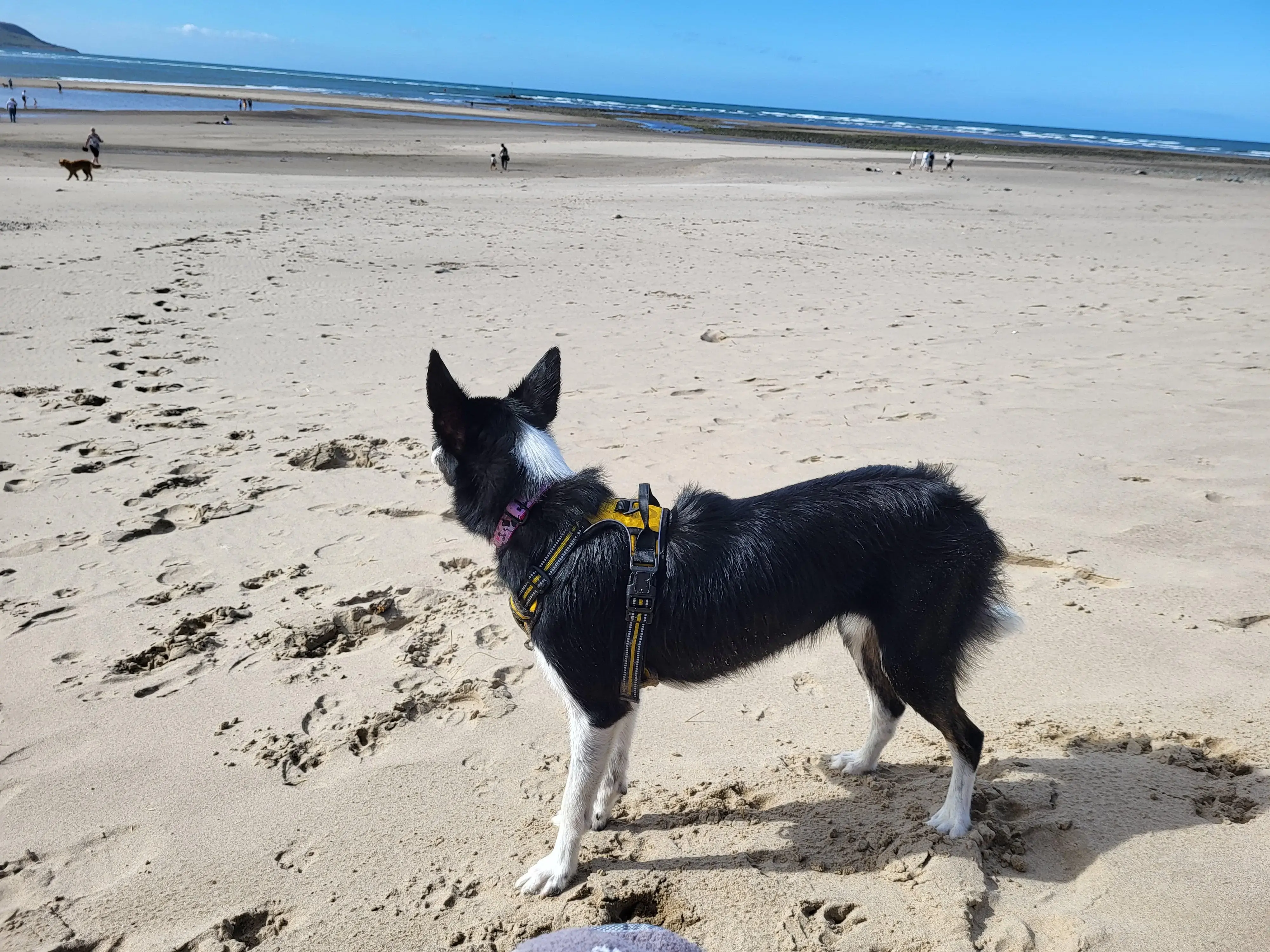 Border Collie