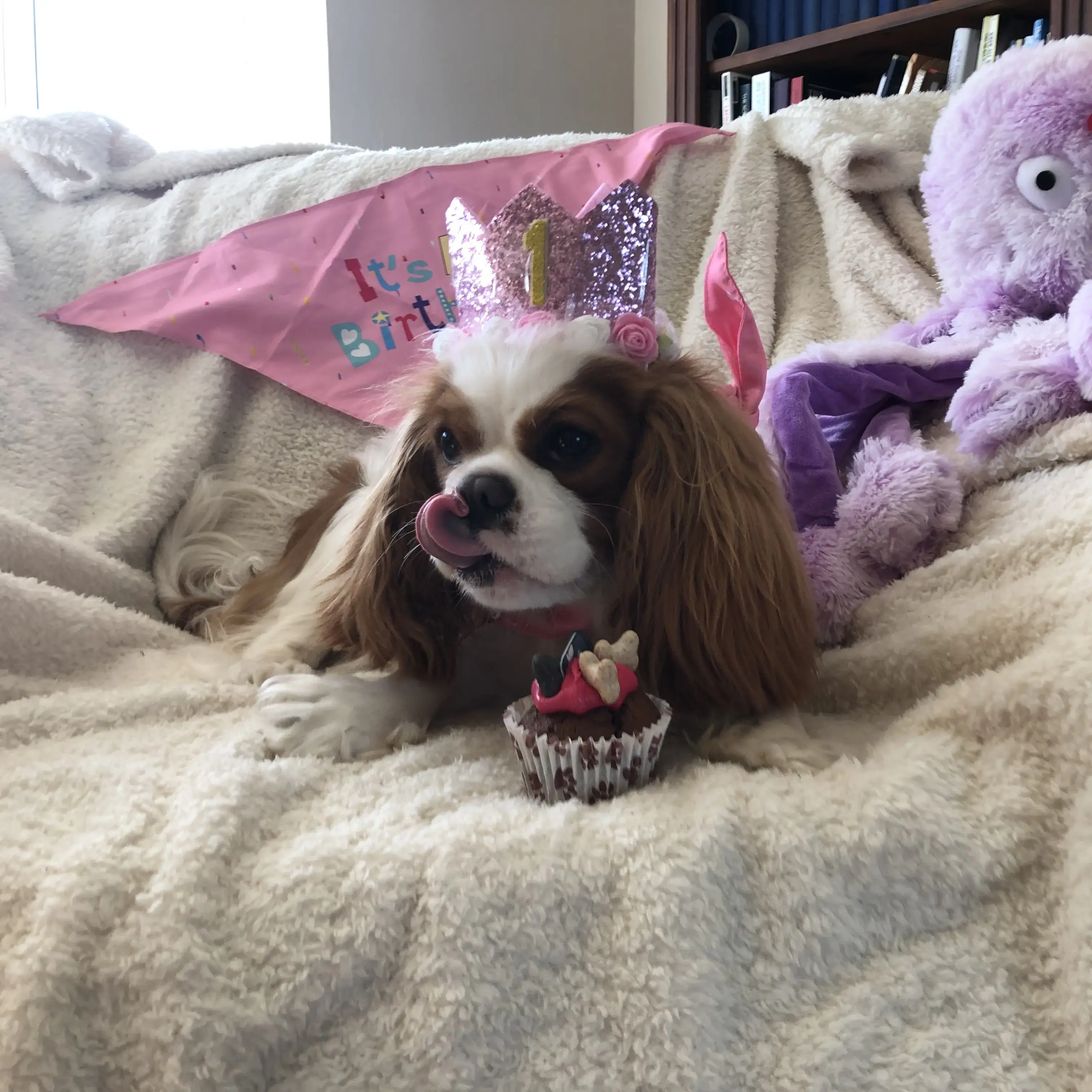 King Charles Spaniel