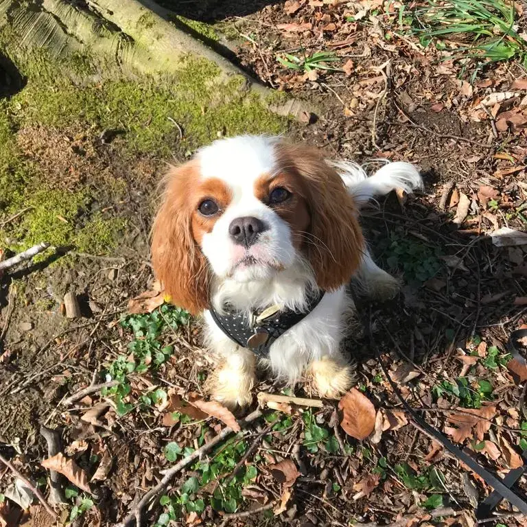 King Charles Spaniel