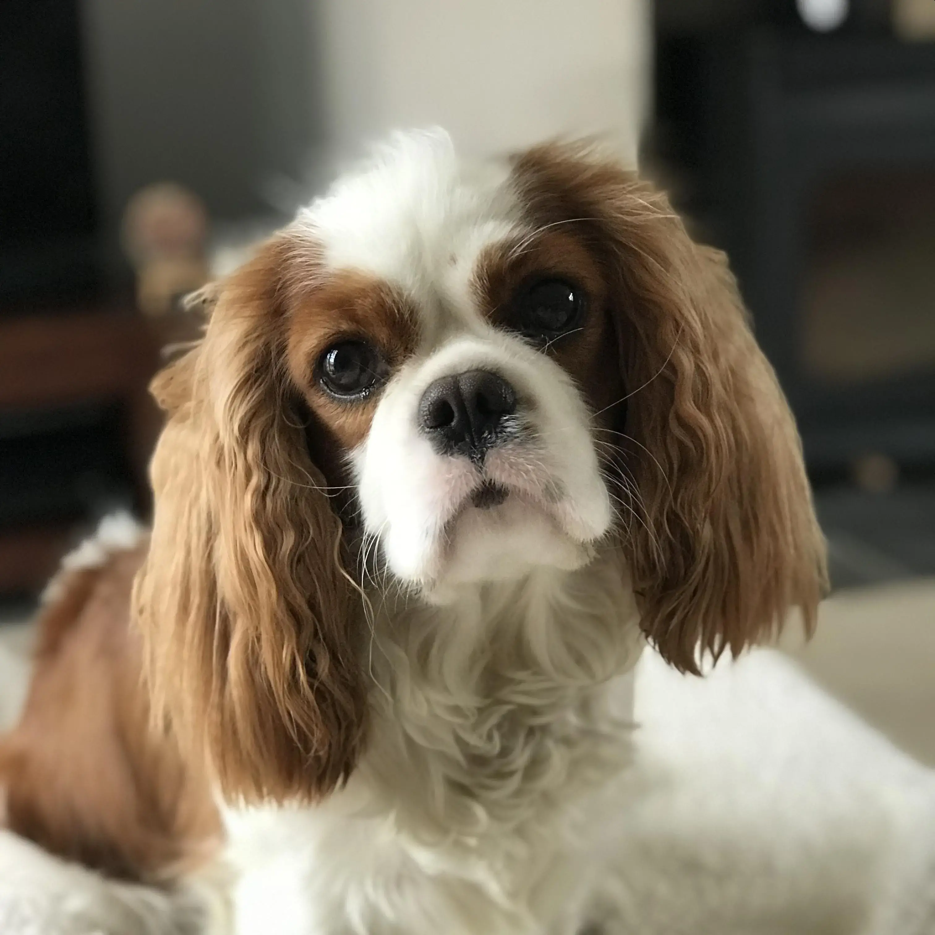 King Charles Spaniel