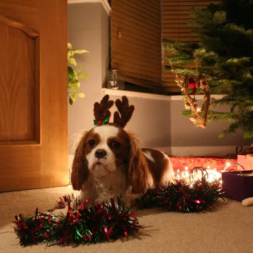 King Charles Spaniel