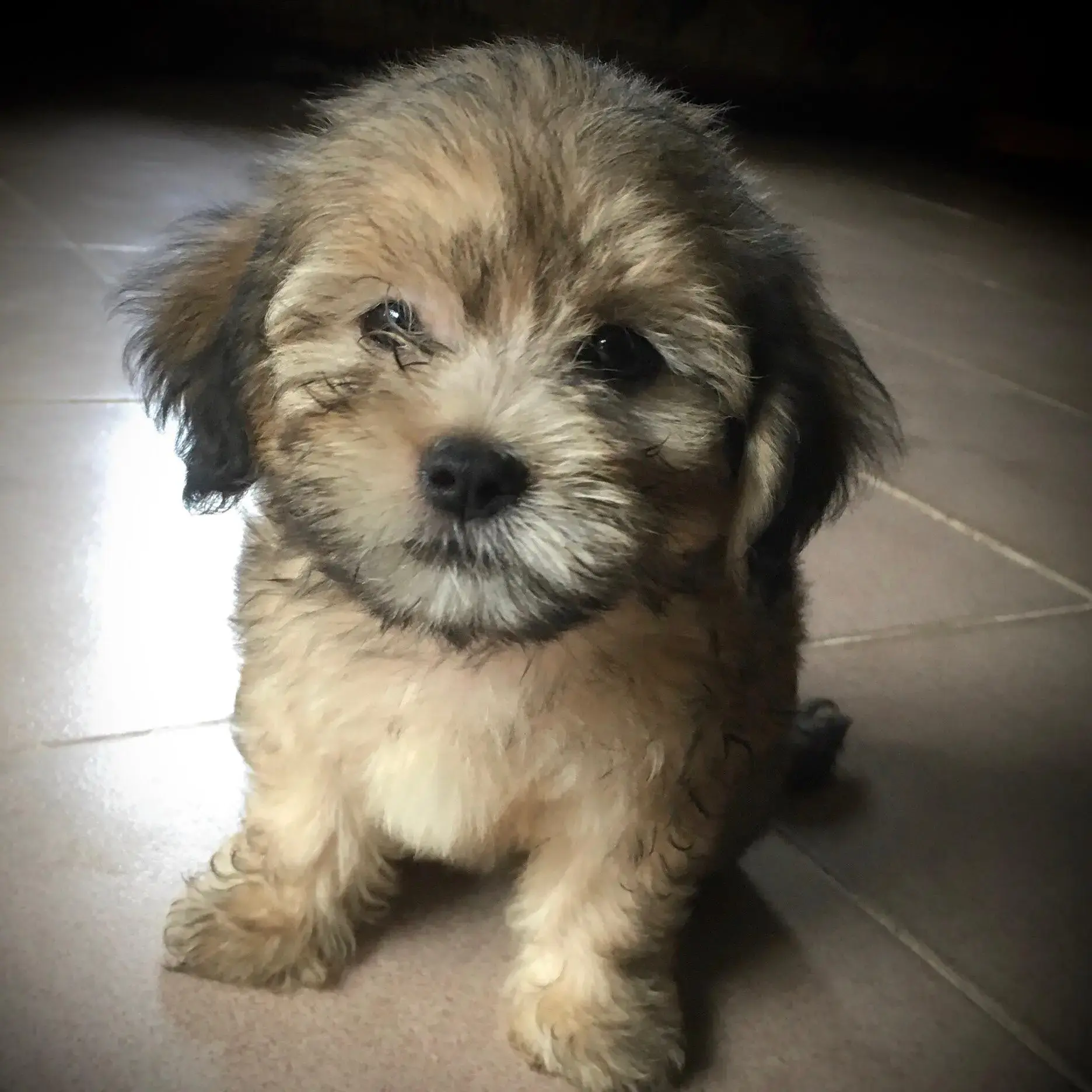 Lhasa Apso