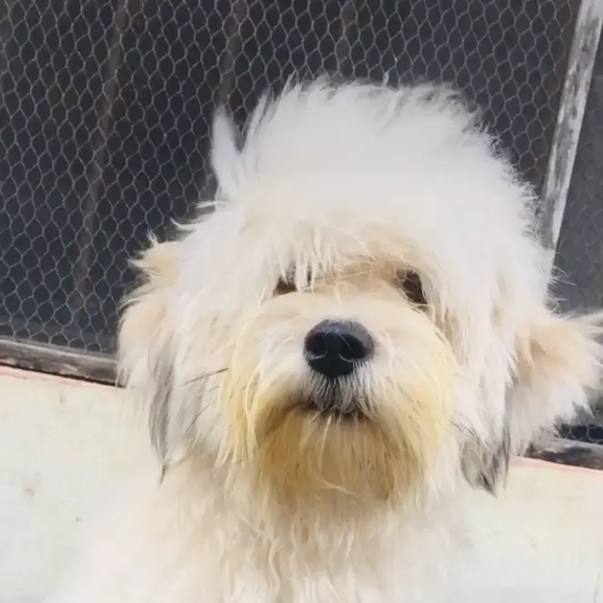 Lhasa Apso