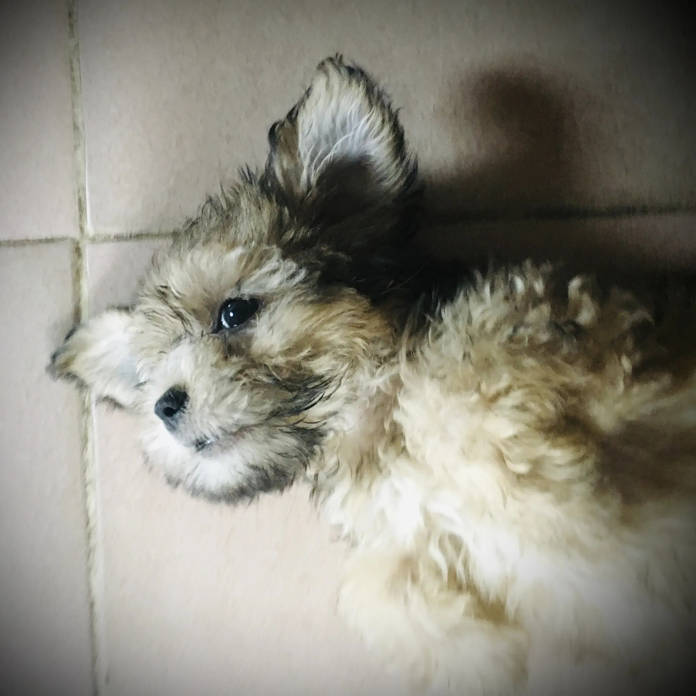 Lhasa Apso