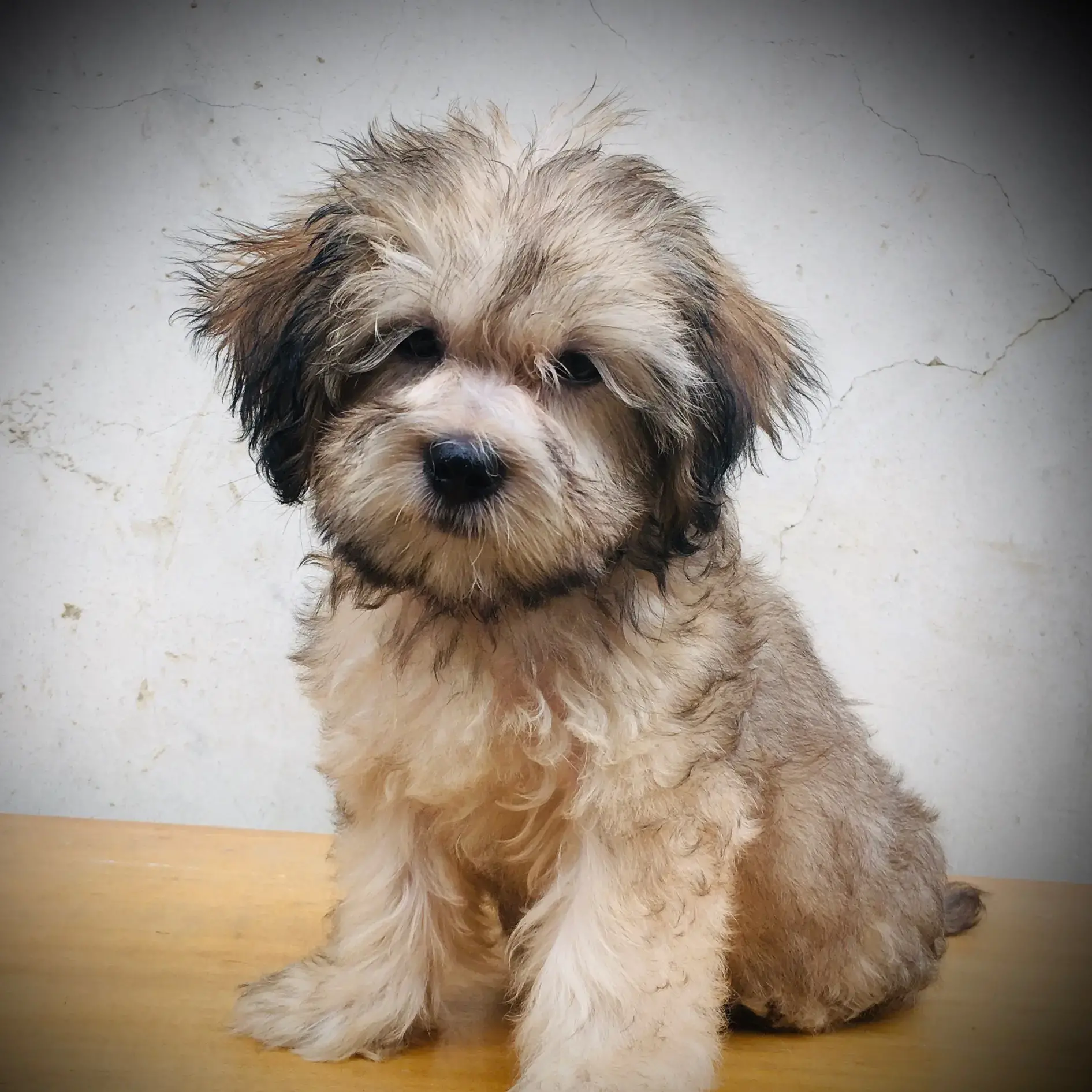Lhasa Apso