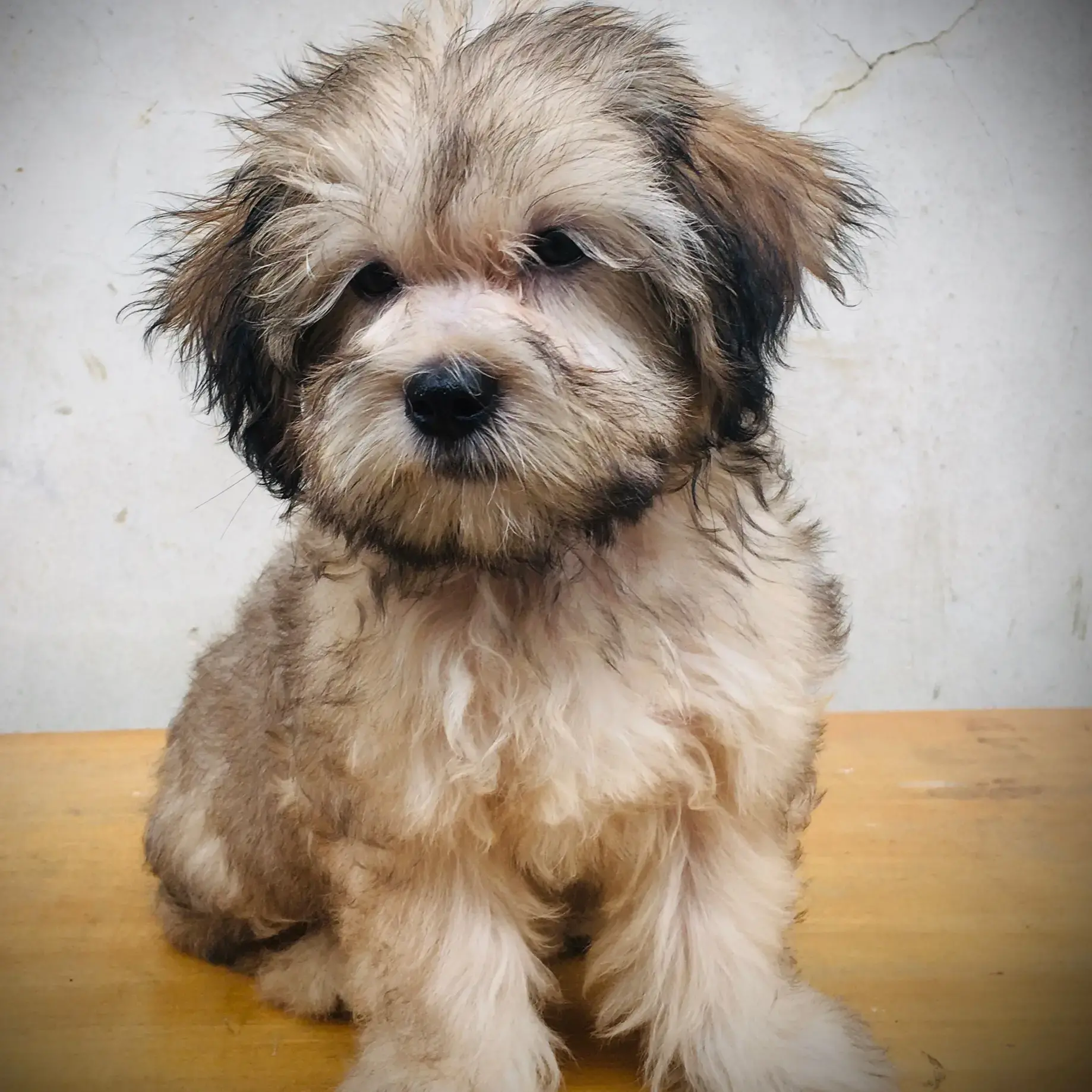 Lhasa Apso