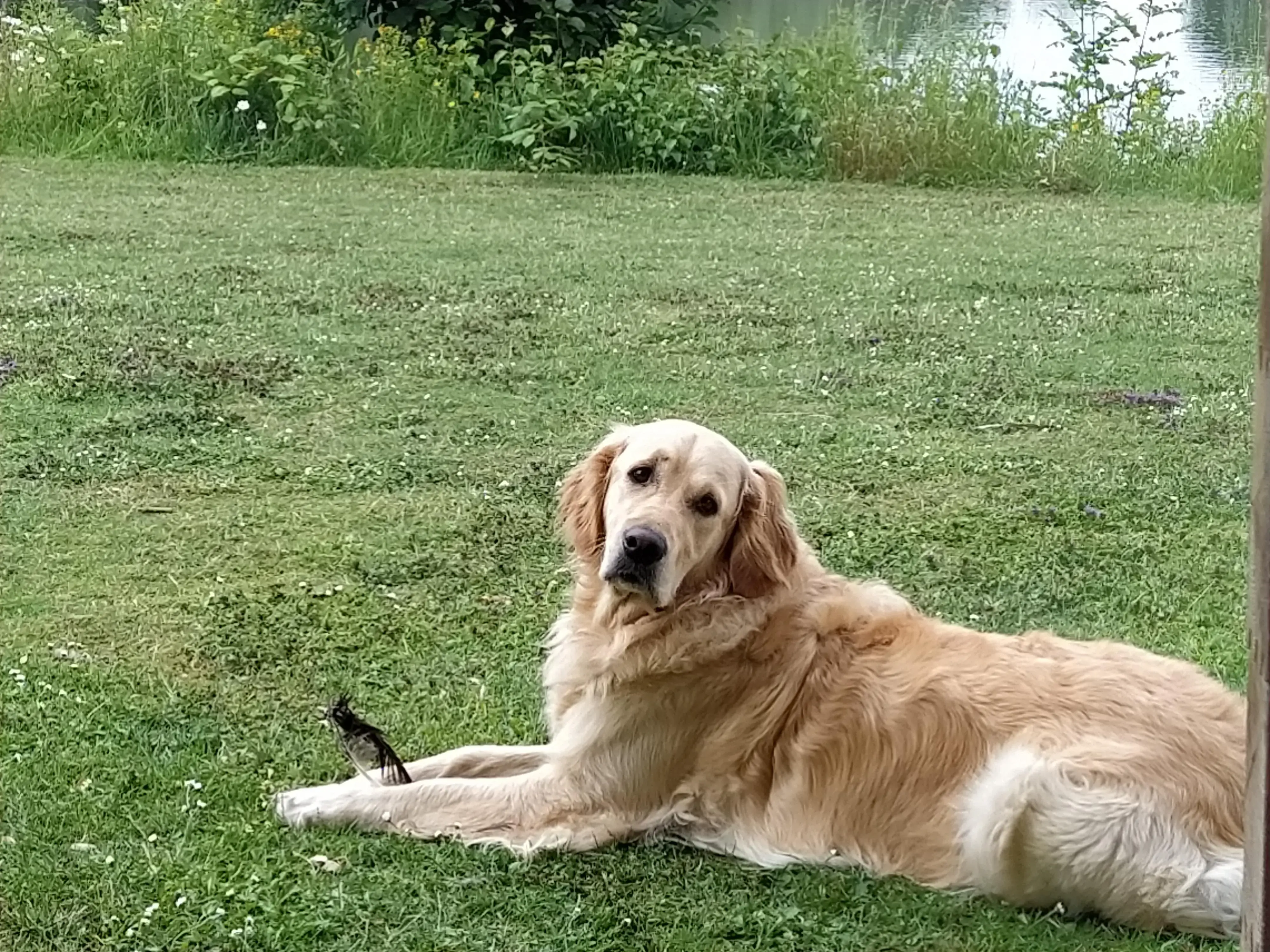 Golden Retriever