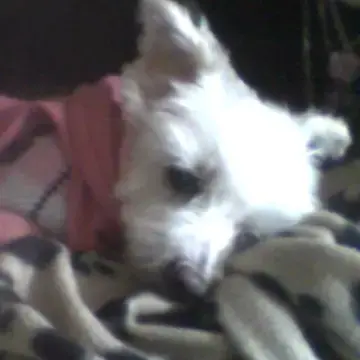 Maltese