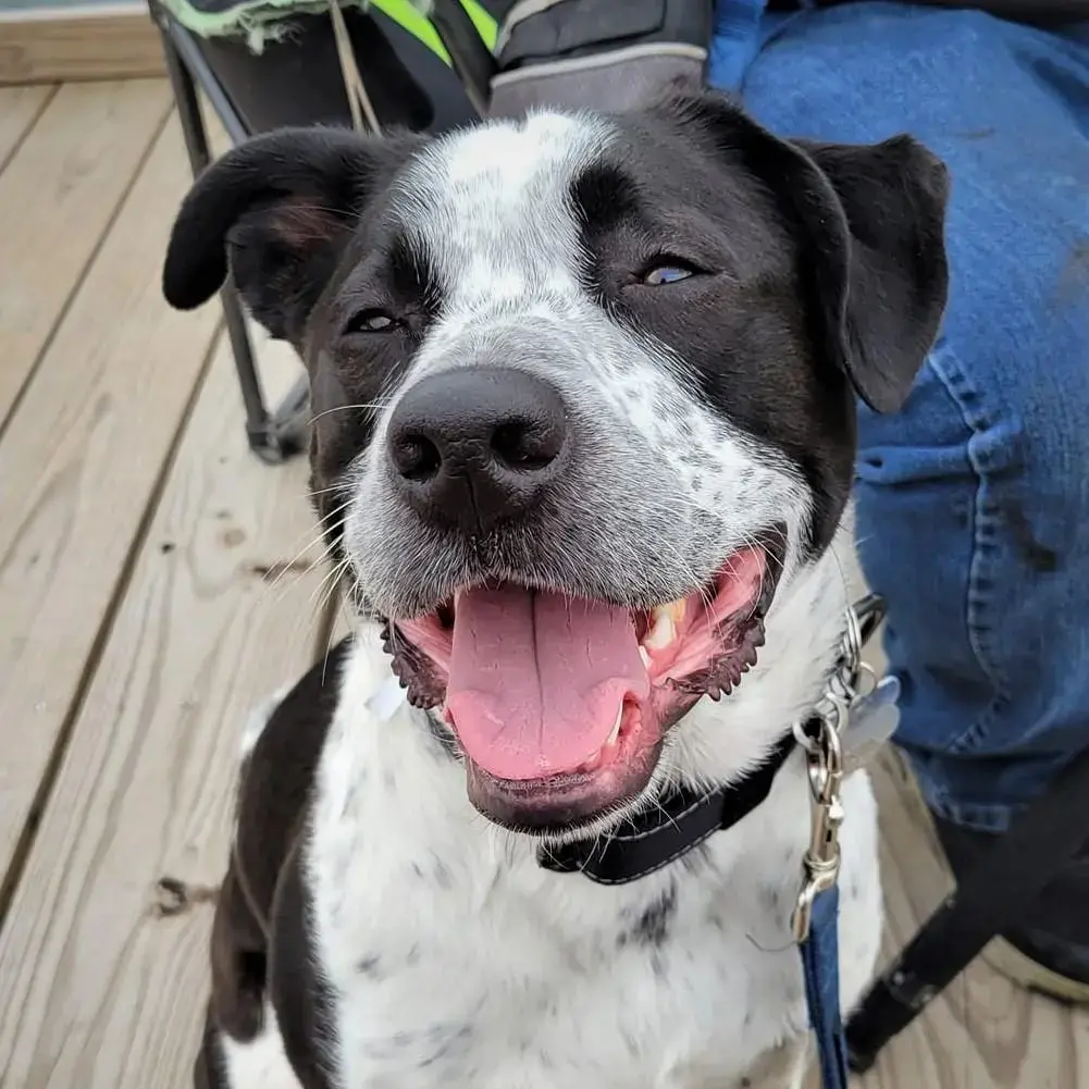Australian Cattle Dog