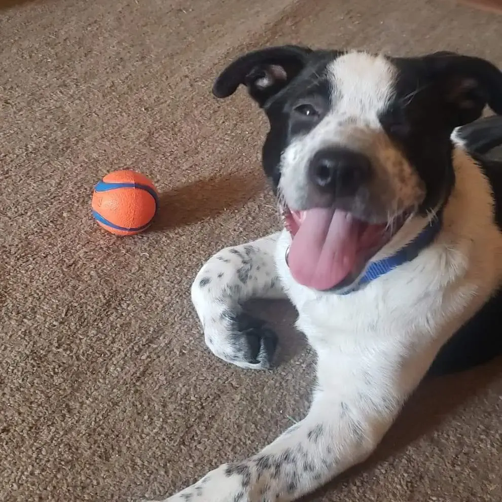 Australian Cattle Dog