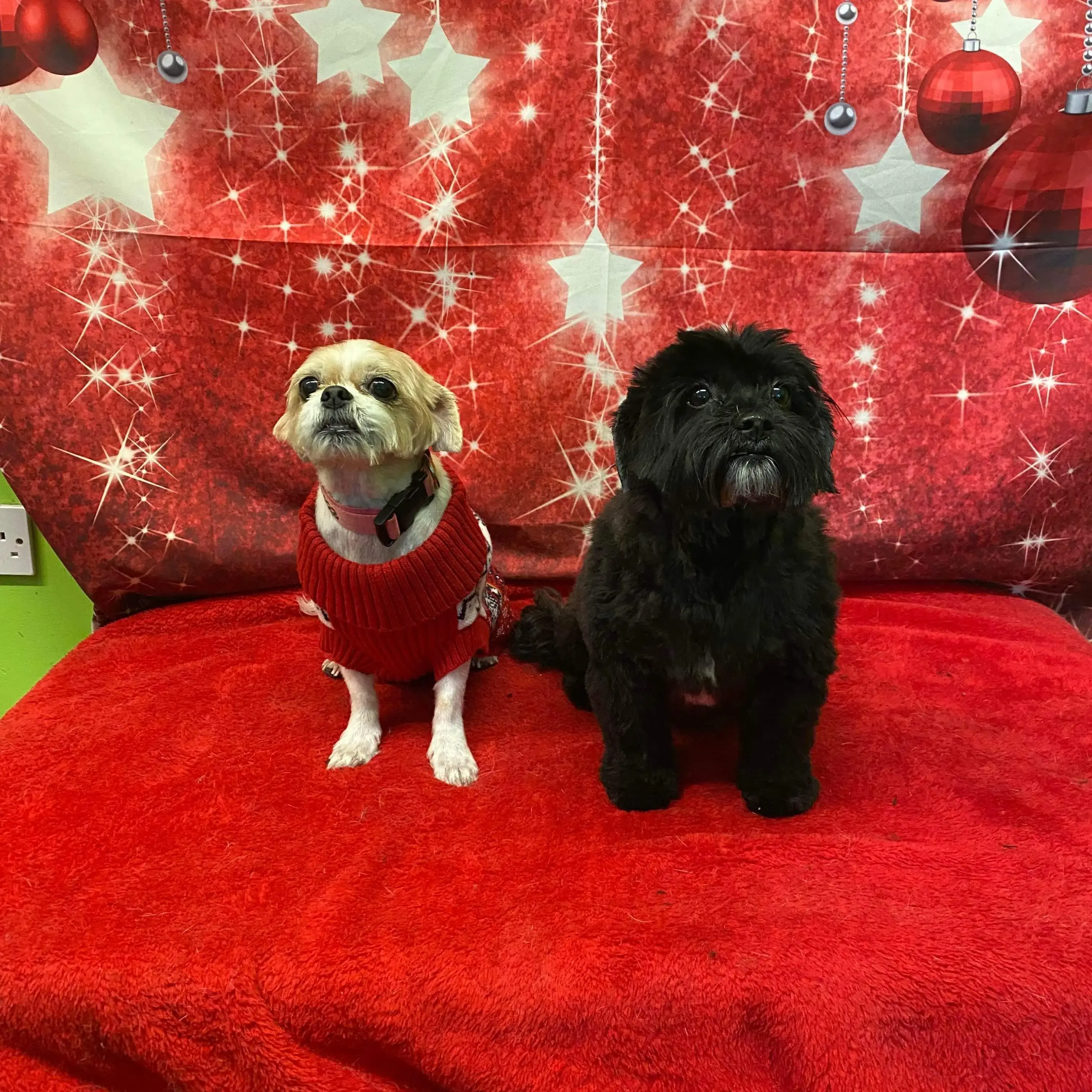 Shih Tzu