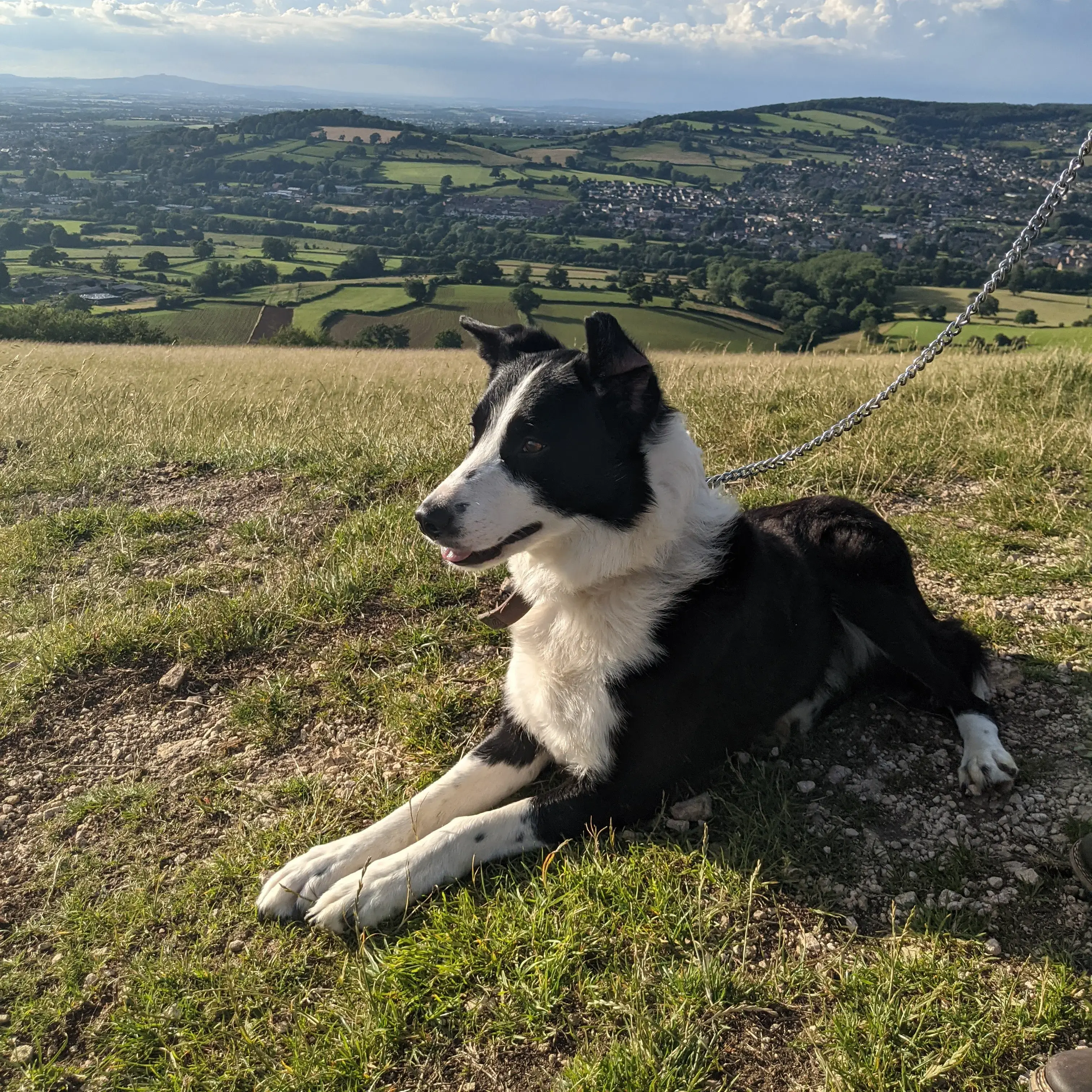 Border Collie