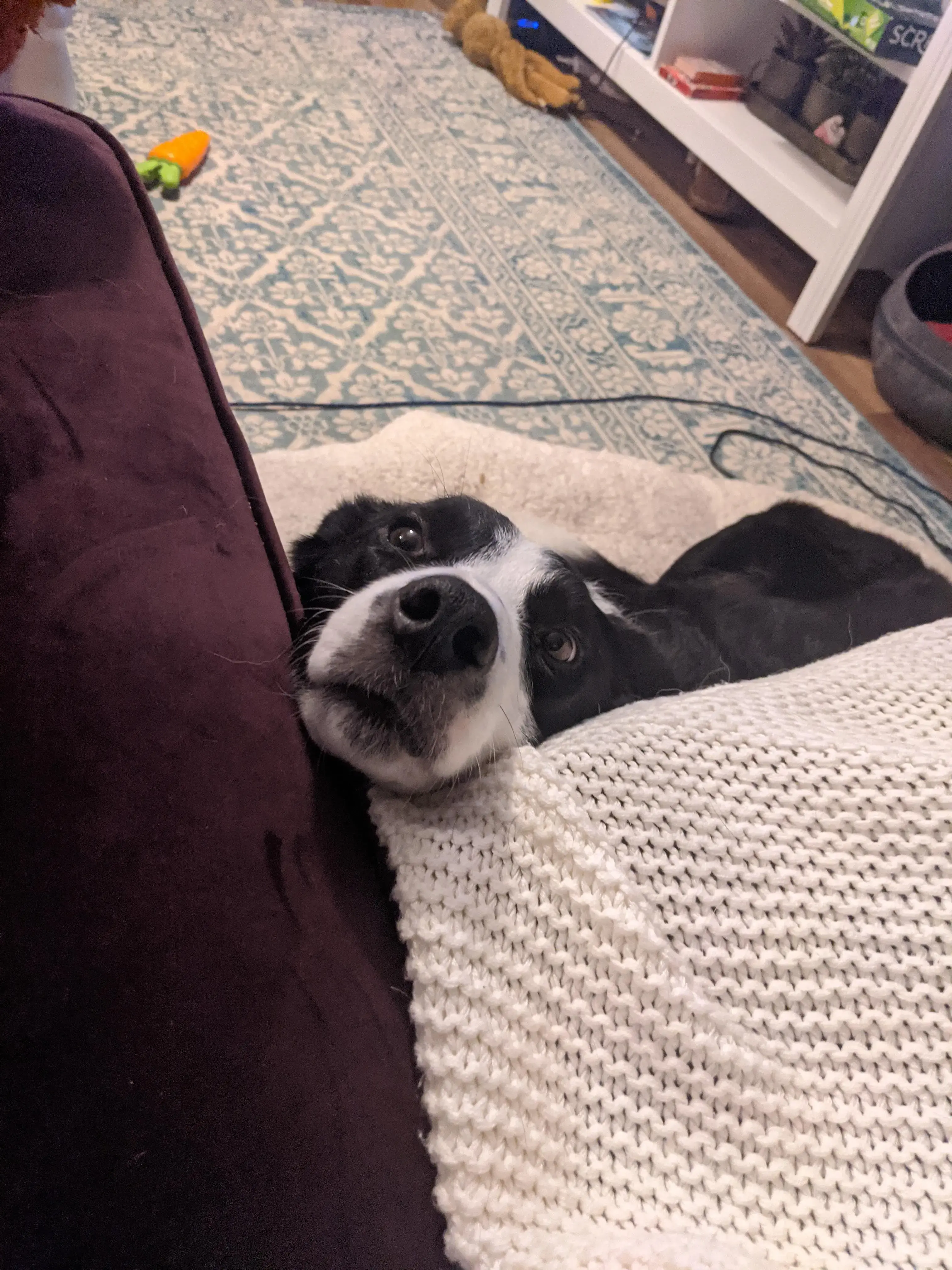 Border Collie
