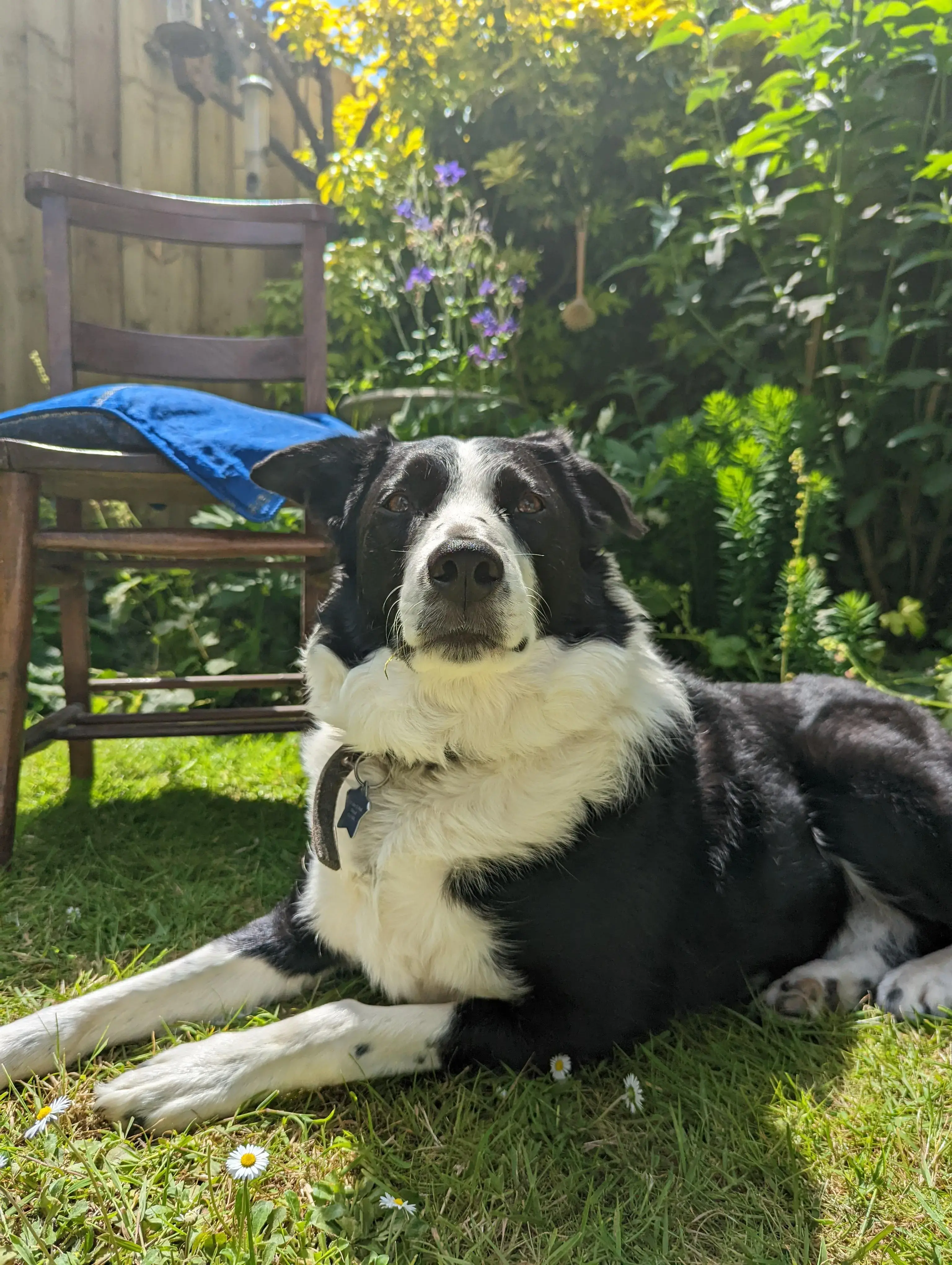 Border Collie