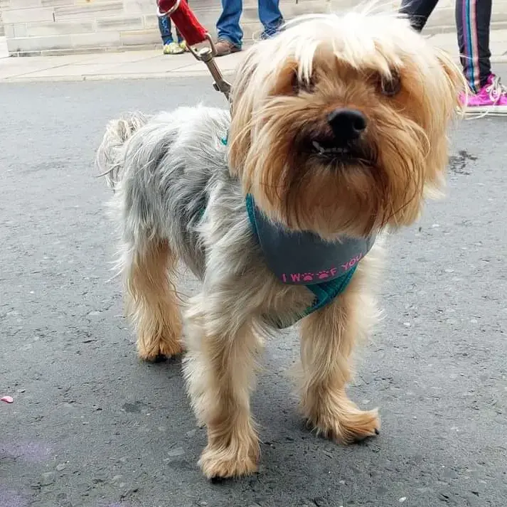 Yorkshire Terrier
