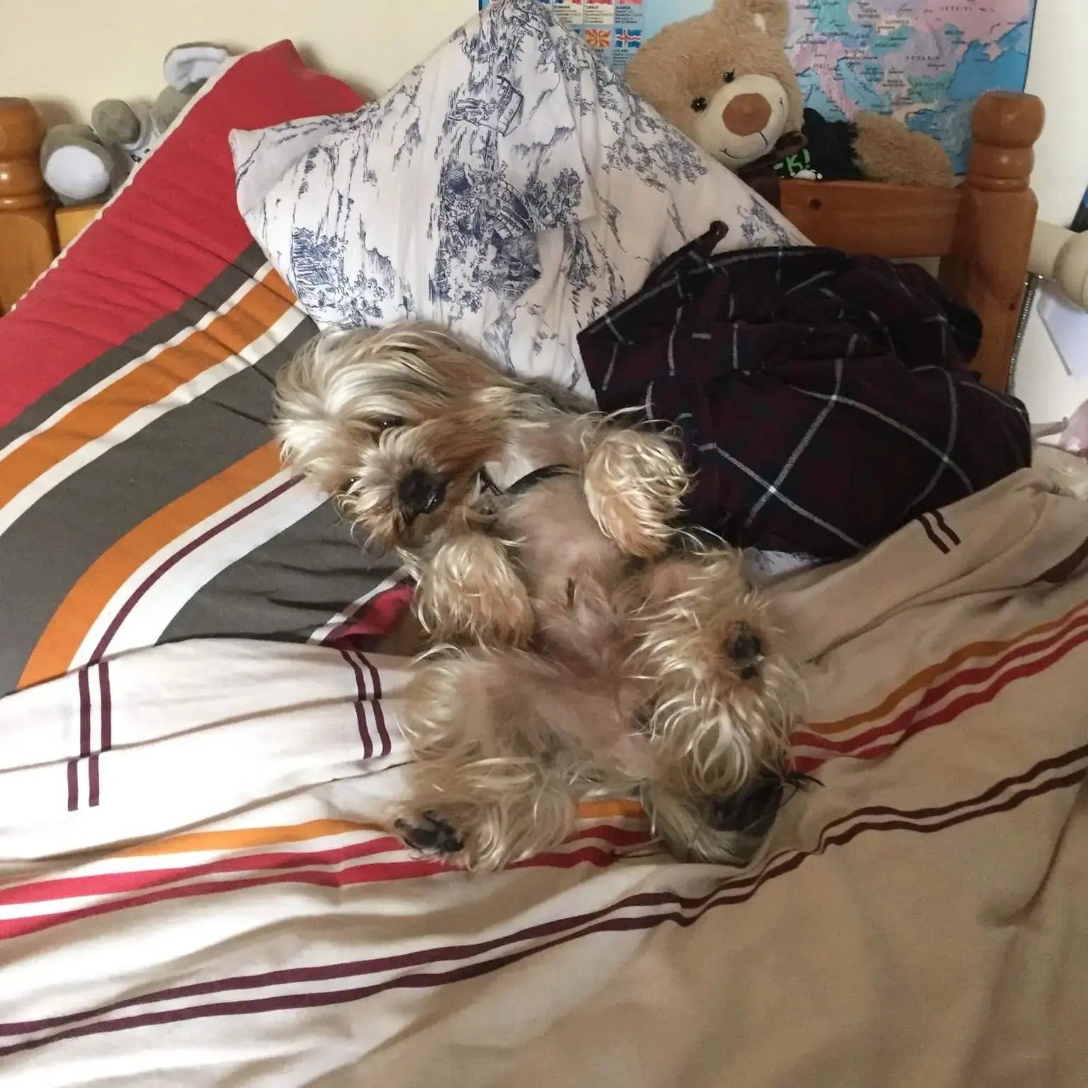 Yorkshire Terrier