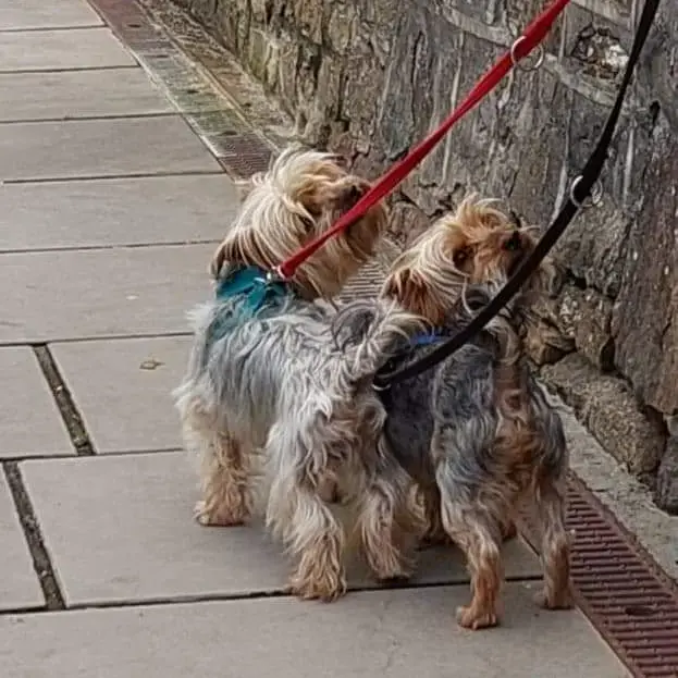 Yorkshire Terrier