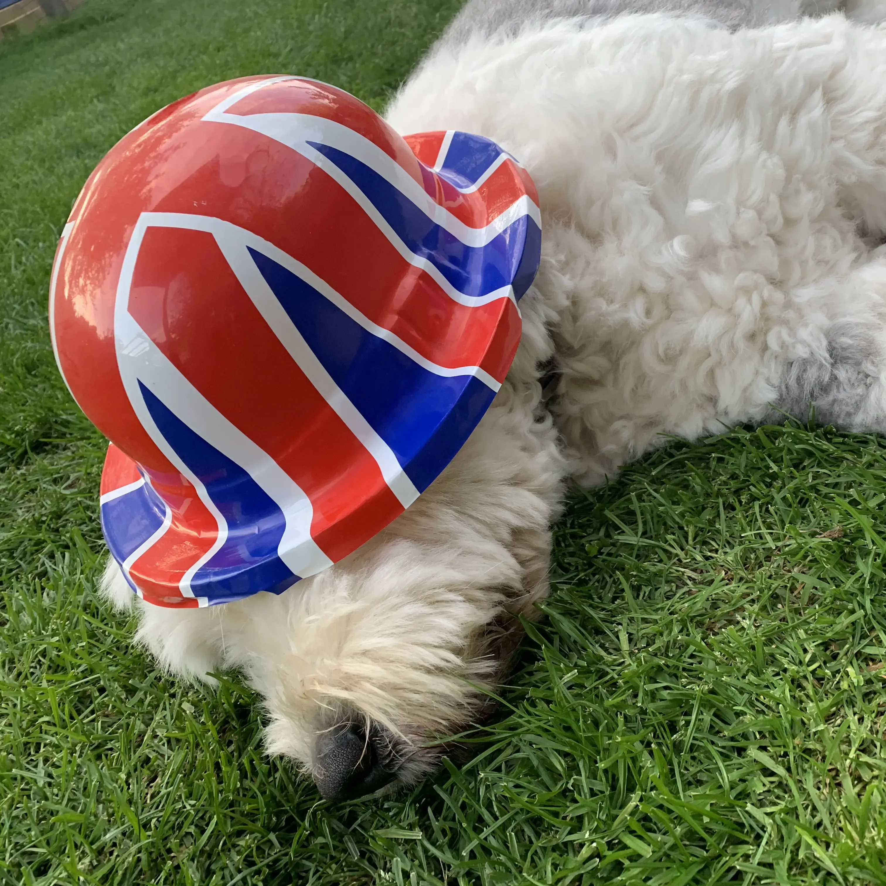 Old English Sheepdog