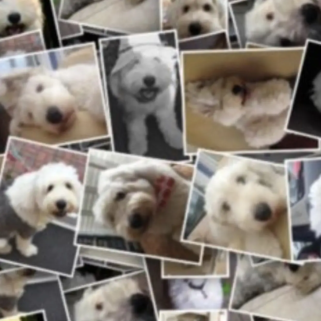 Old English Sheepdog