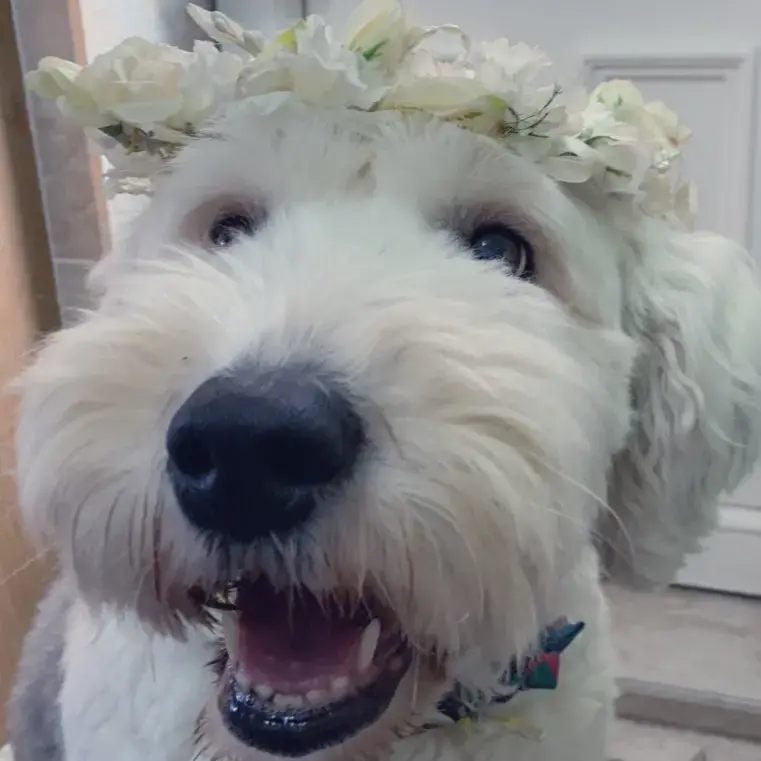 Old English Sheepdog