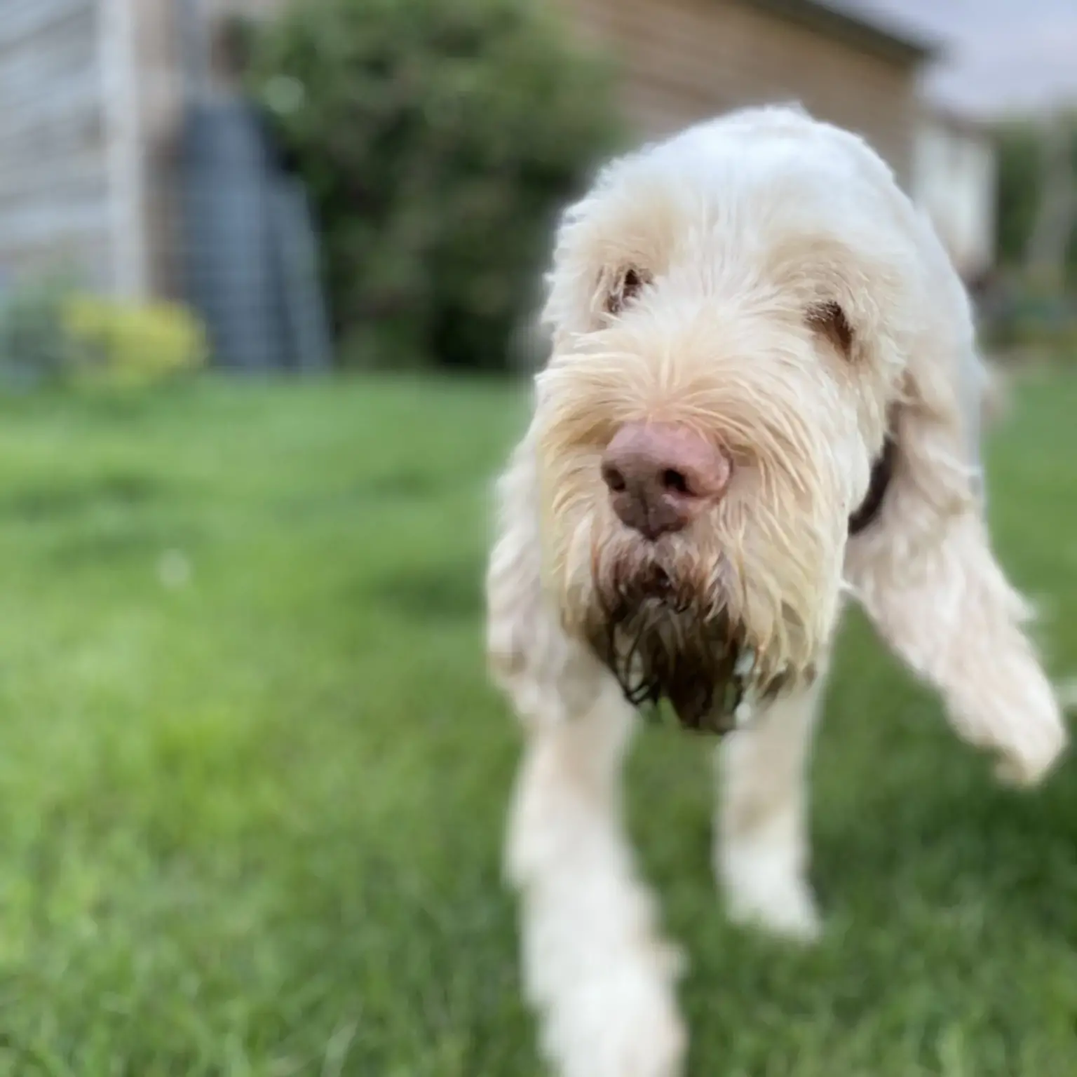 Italian Spinone