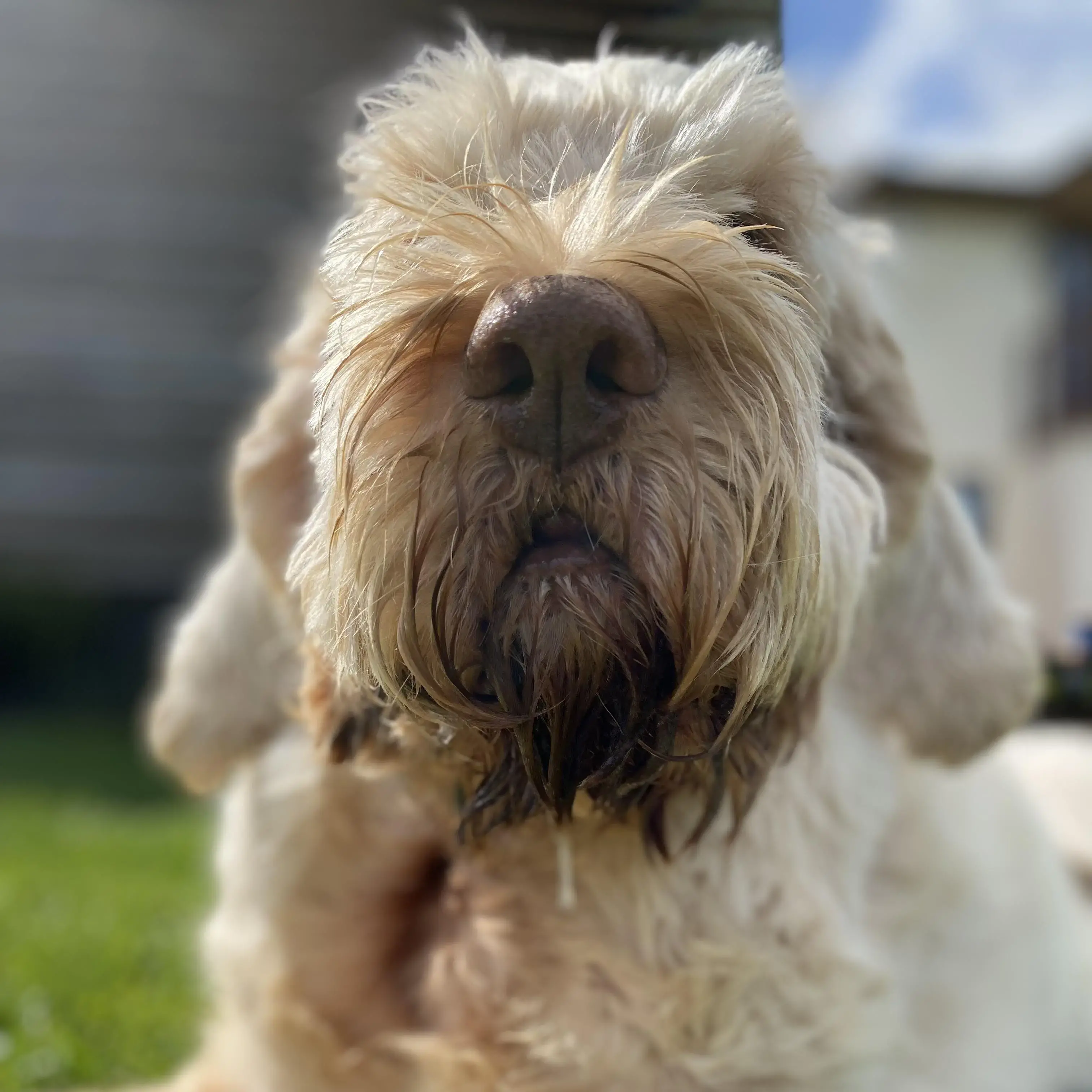 Italian Spinone