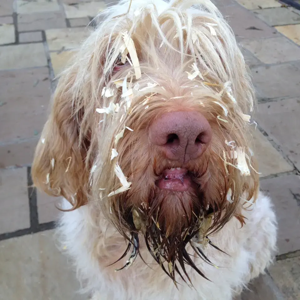 Italian Spinone
