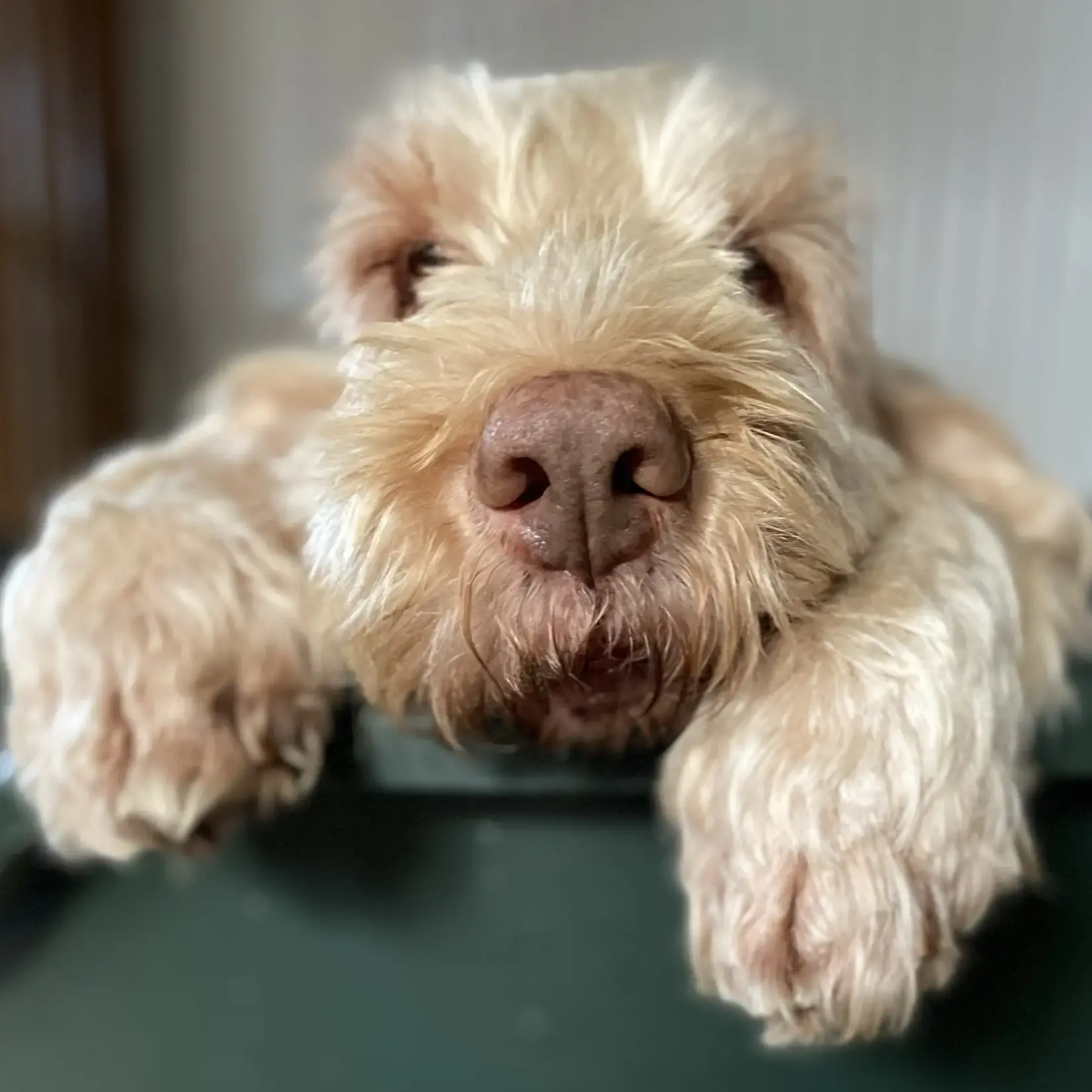 Italian Spinone