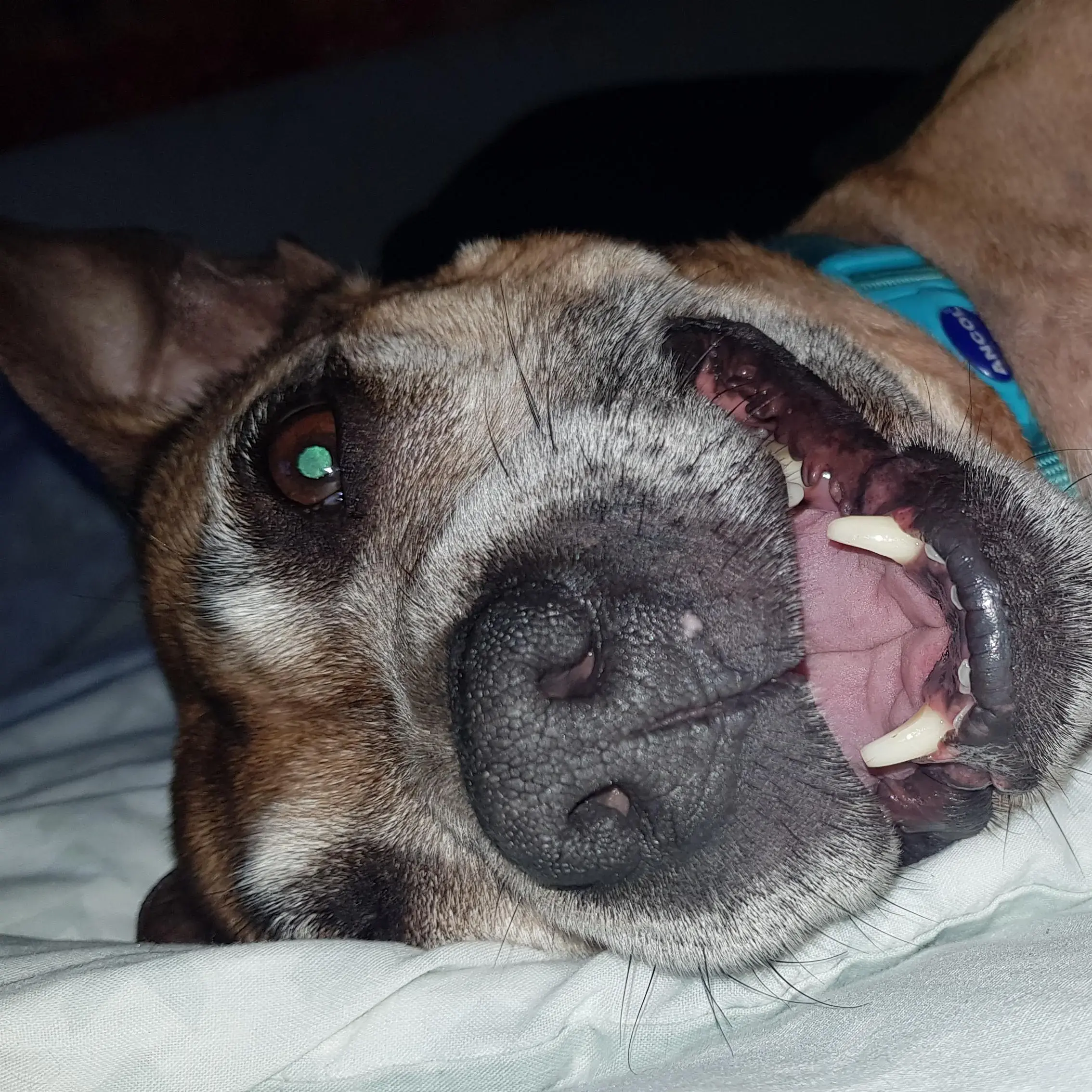 Staffordshire Bull Terrier