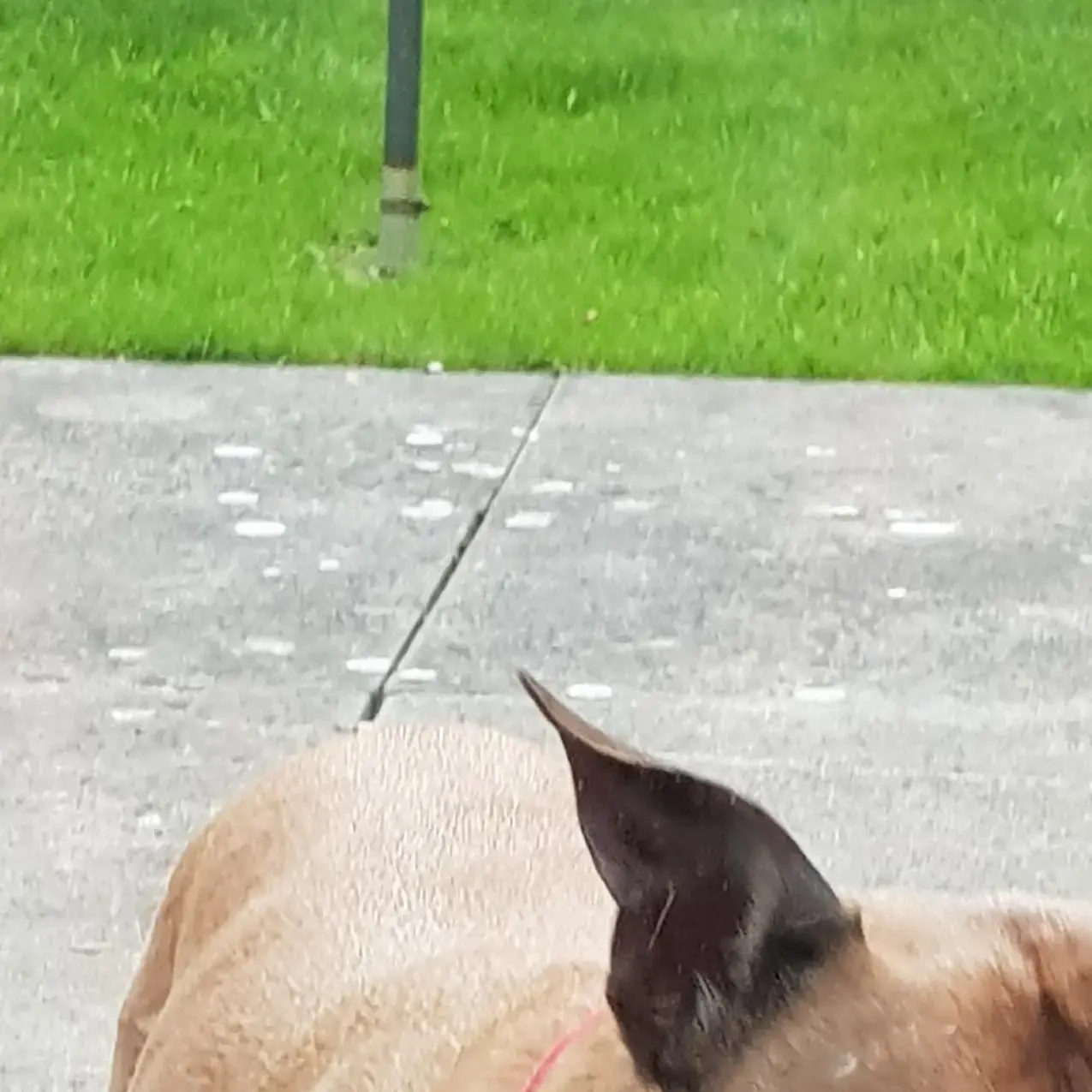 Staffordshire Bull Terrier