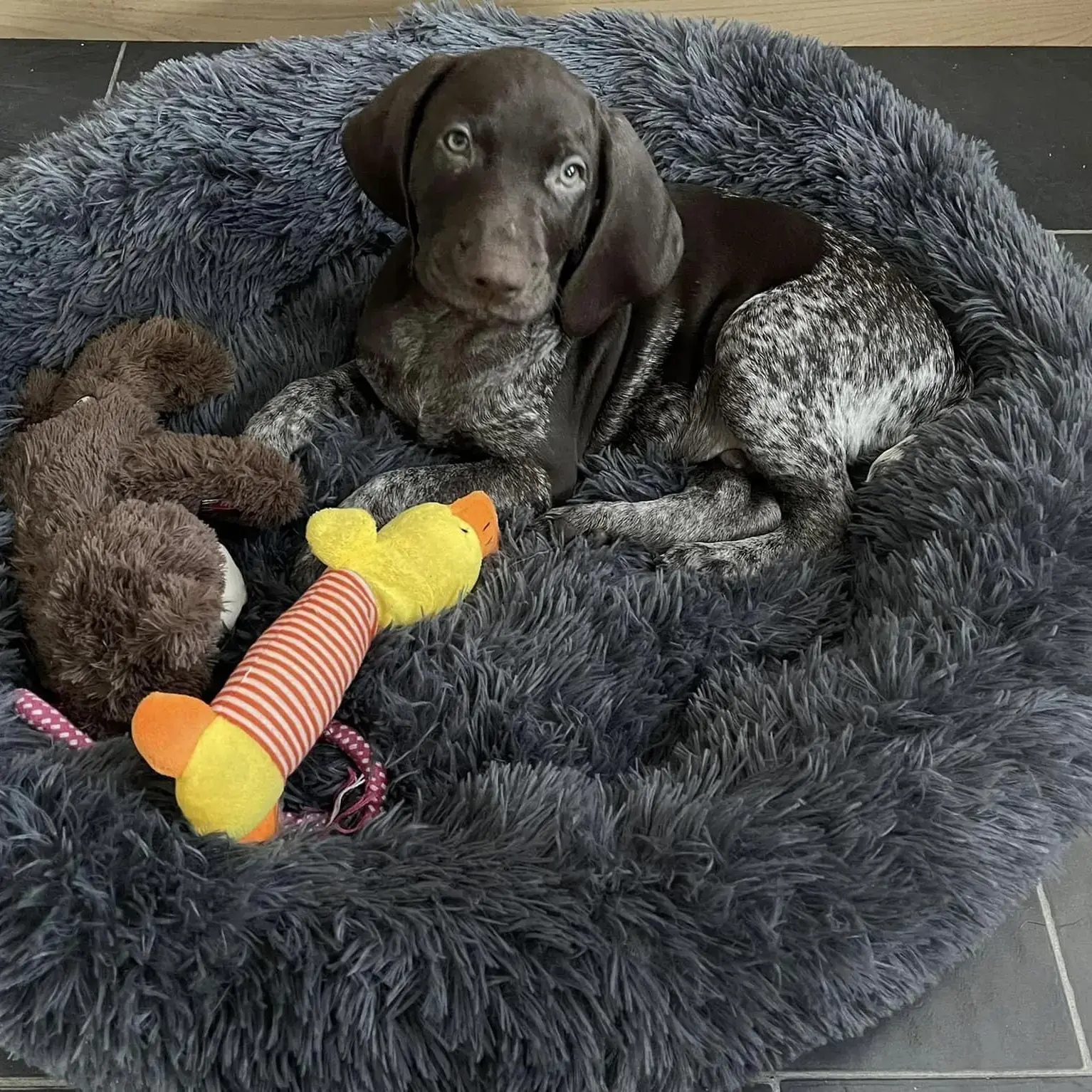 German Short-Haired Pointer