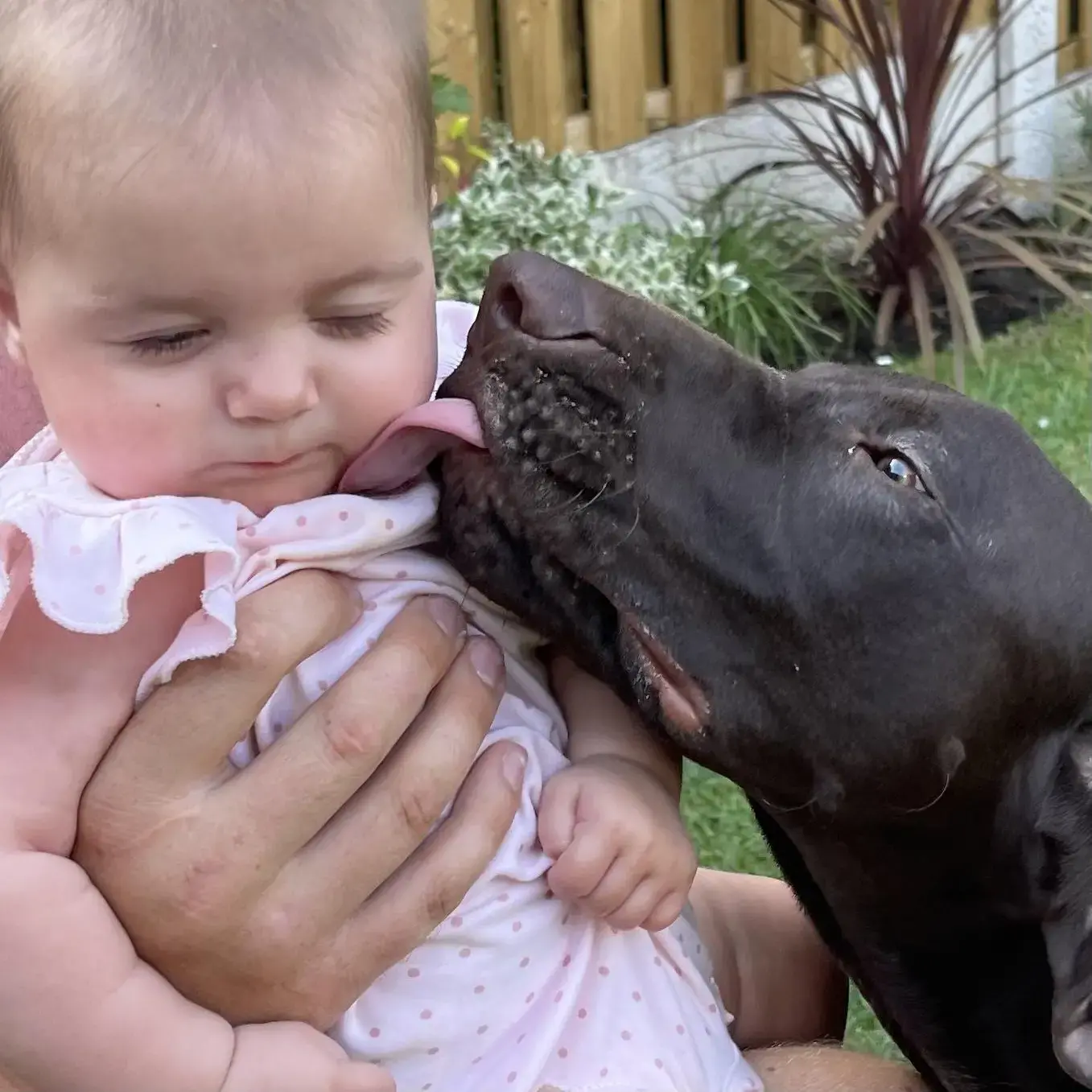 German Short-Haired Pointer