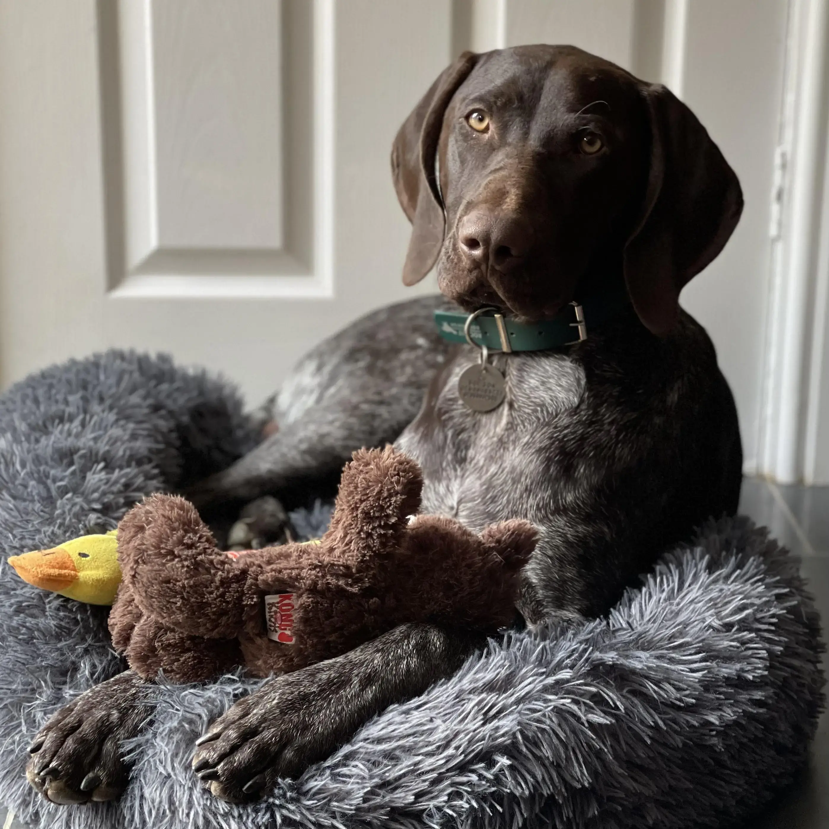 German Short-Haired Pointer