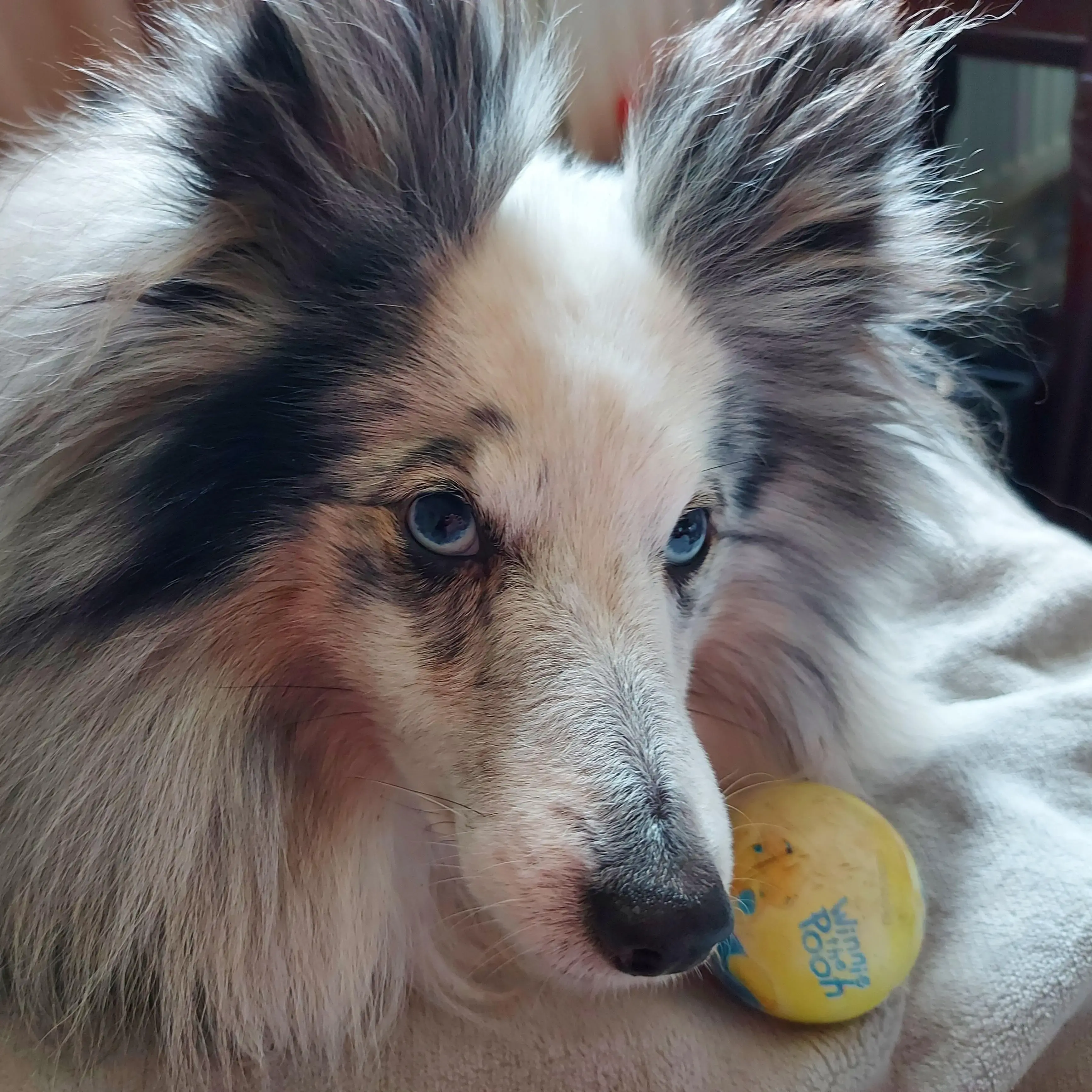 Shetland Sheepdog