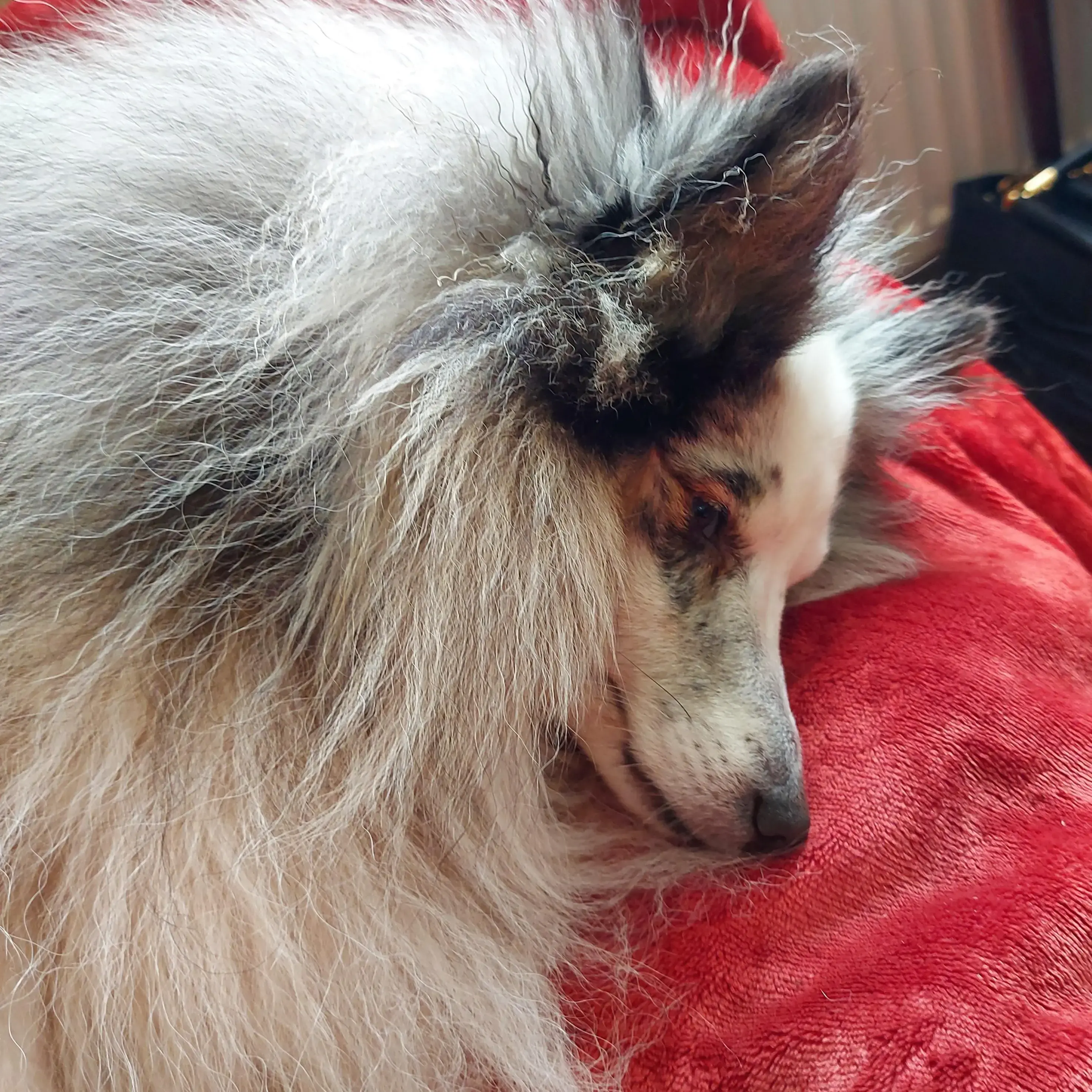 Shetland Sheepdog