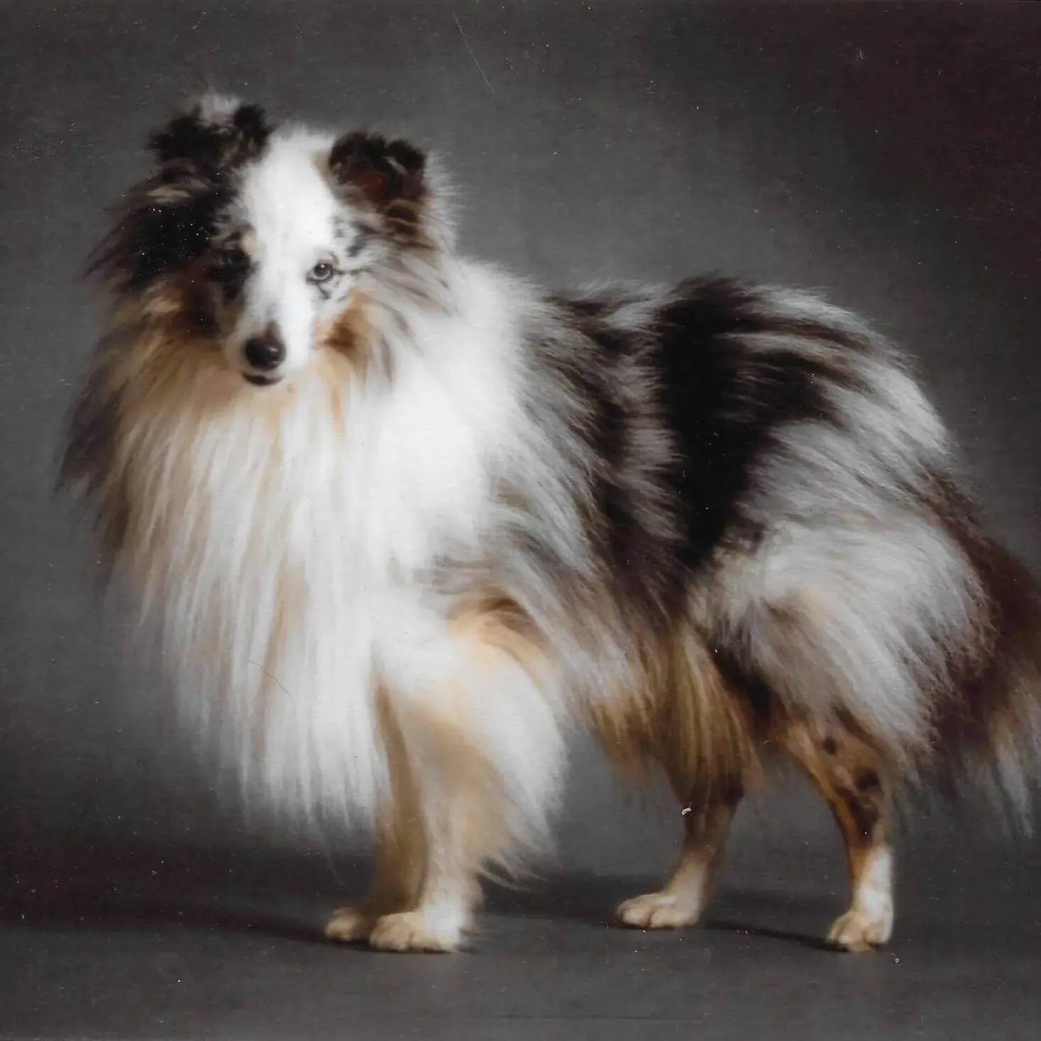 Shetland Sheepdog