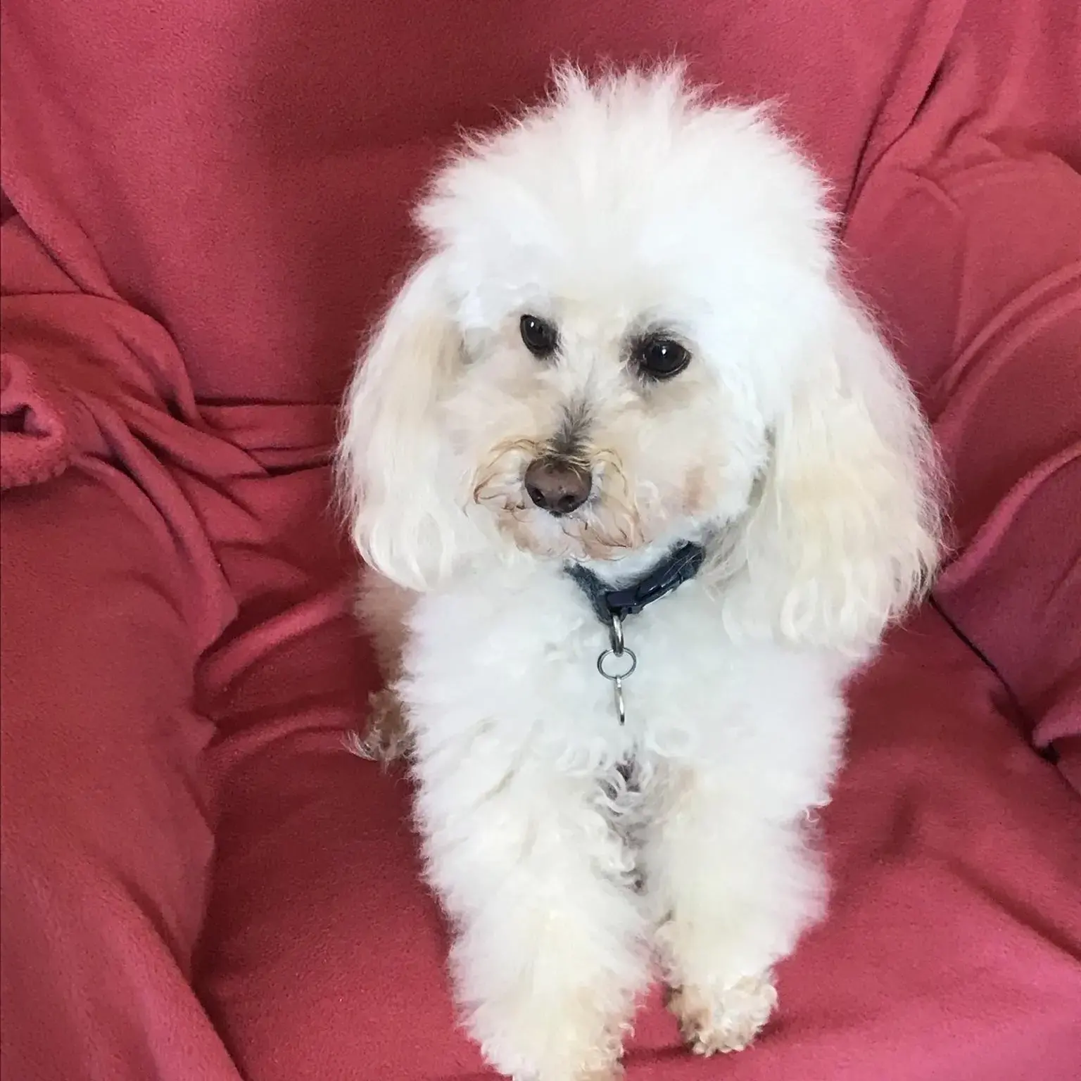 Poodle (Miniature)